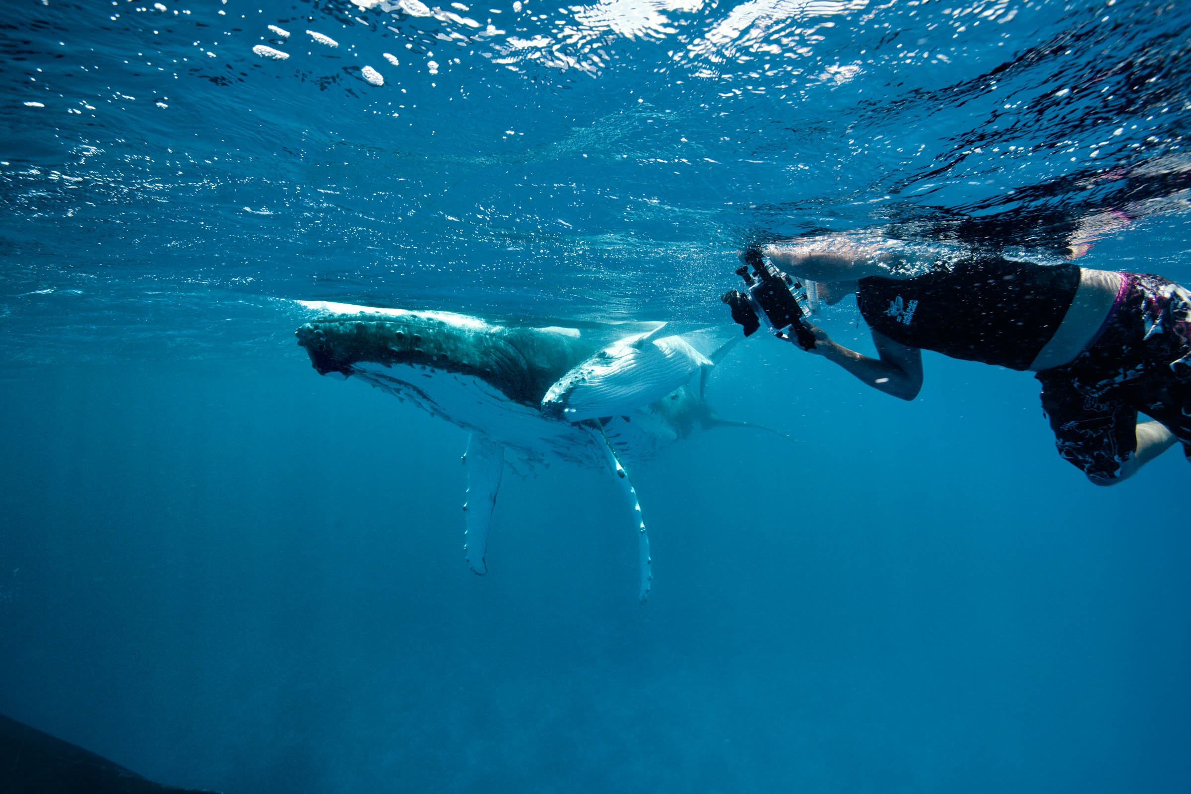 Snorkeling: Diving trip, Free-swim, Snorkel with whales, Underwater camera equipment. 2400x1600 HD Background.