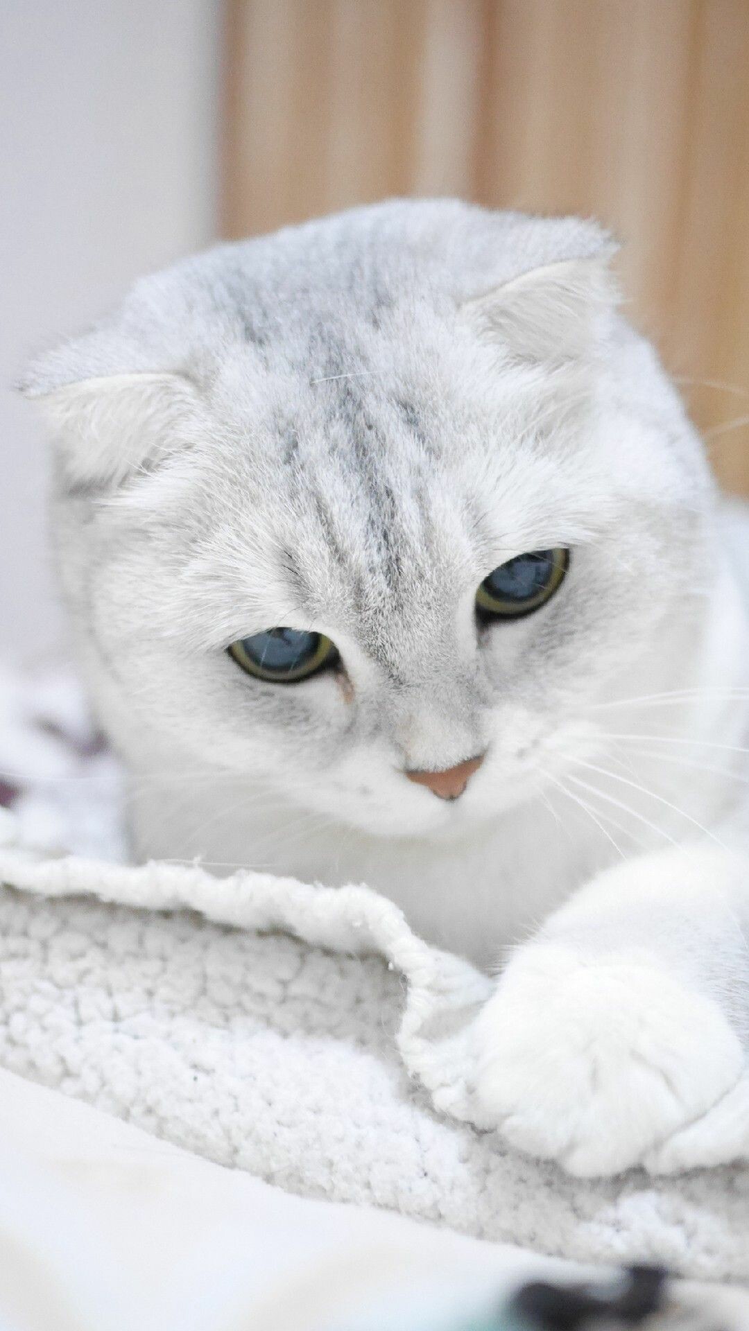 Scottish Fold: Folded ears are the most unusual feature of a cat breed, but its general appearance is also notably round. 1080x1920 Full HD Background.