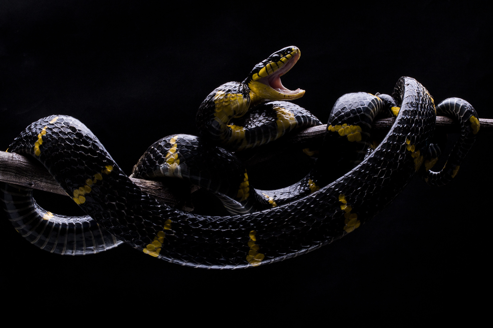 Boiga snake, Shikhei Goh, Nature photography, Snake close-ups, 2000x1340 HD Desktop