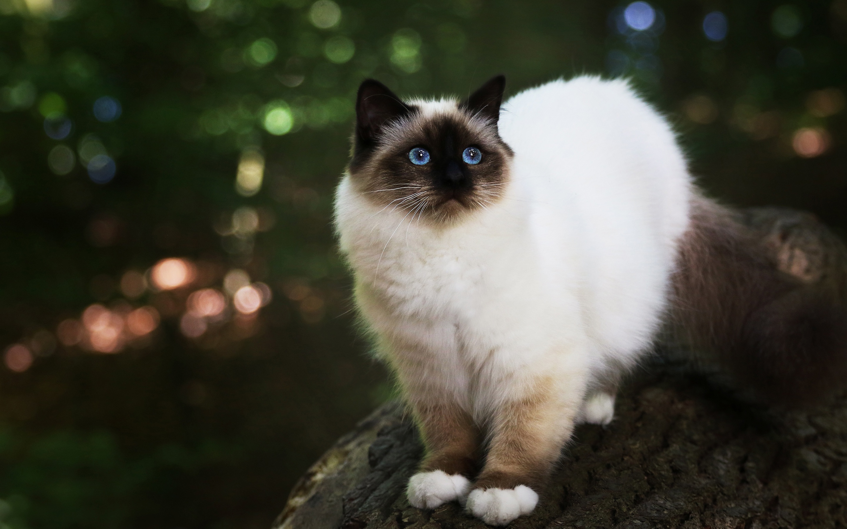 Cat fluffy beige, Cute animals cat, Blue eyes pitts, Cat with, 2880x1800 HD Desktop