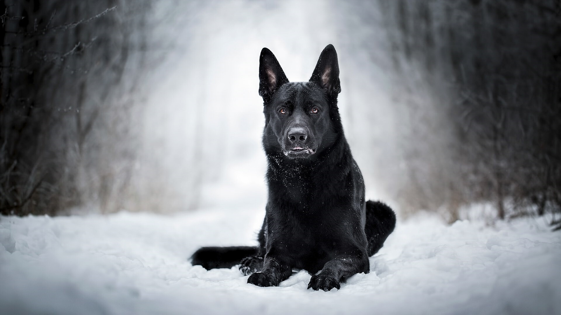 Dog: Canis lupus familiaris, Black German Sheperd. 1920x1080 Full HD Background.