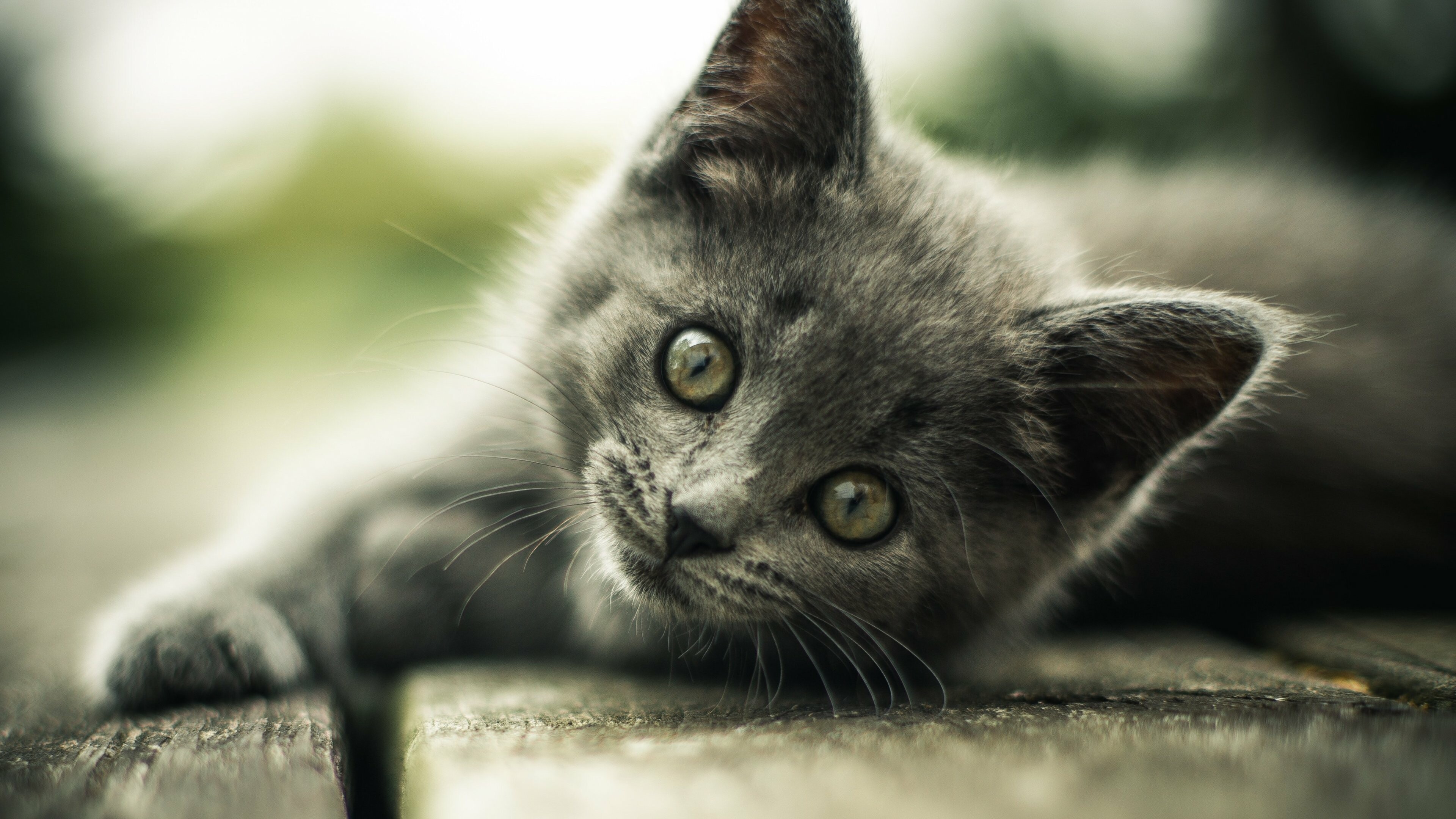 Kitten: Gray cat, Mammals with sharp teeth and claws. 3840x2160 4K Background.
