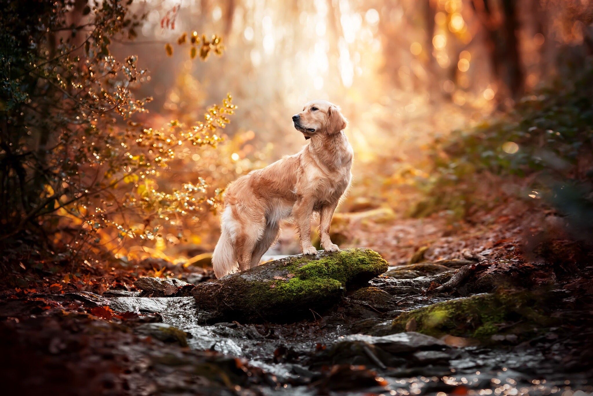 Golden Retriever: One of the most commonly kept breeds of a companion dog in the Western world and is often among the top ten dog breeds by number of registrations in the United Kingdom, the United States, Australia, and Canada. 2050x1370 HD Background.