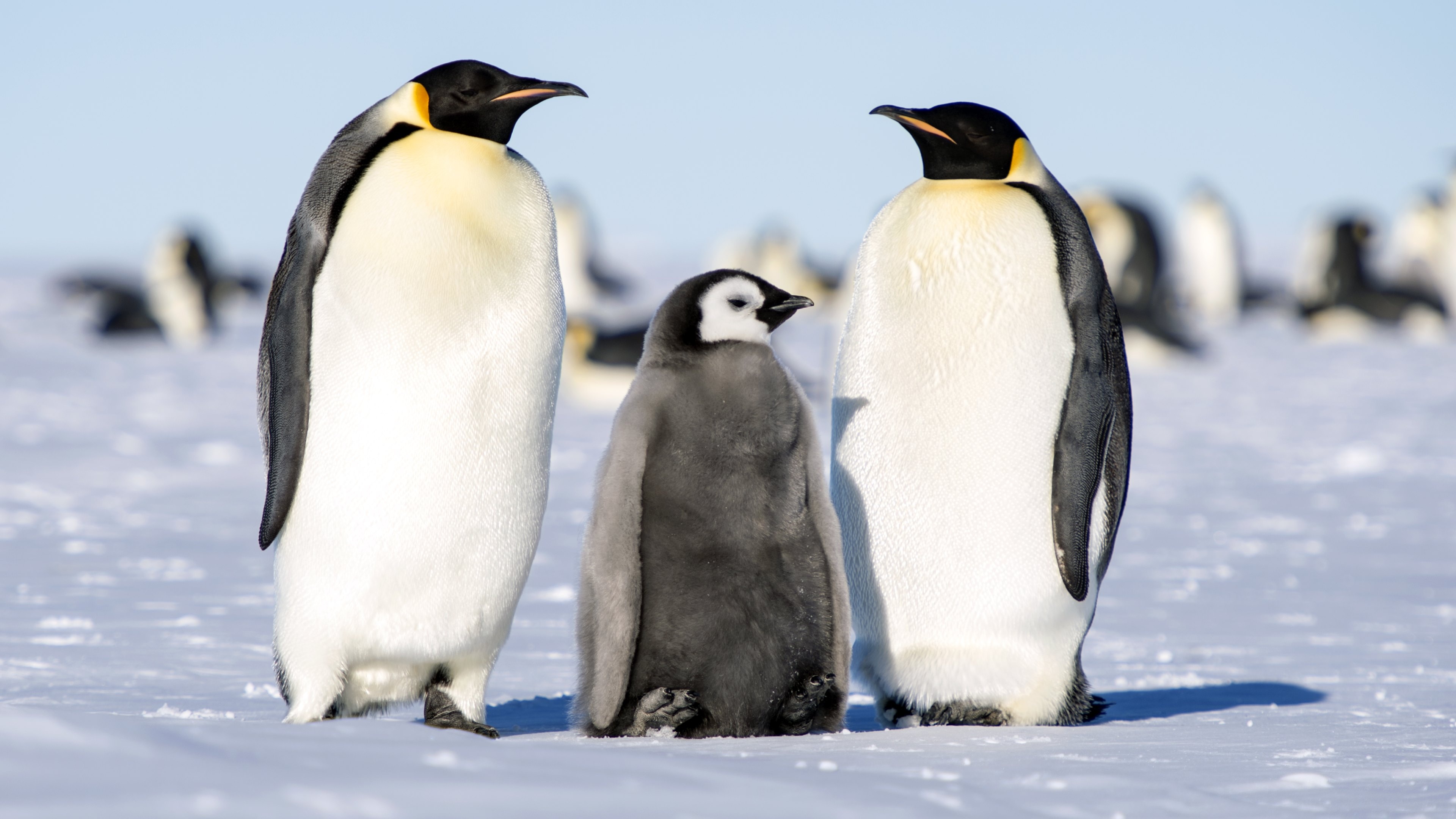 Emperor penguin family, Ultra HD 4K wallpaper, Icebound beauty, Antarctic wildlife, 3840x2160 4K Desktop
