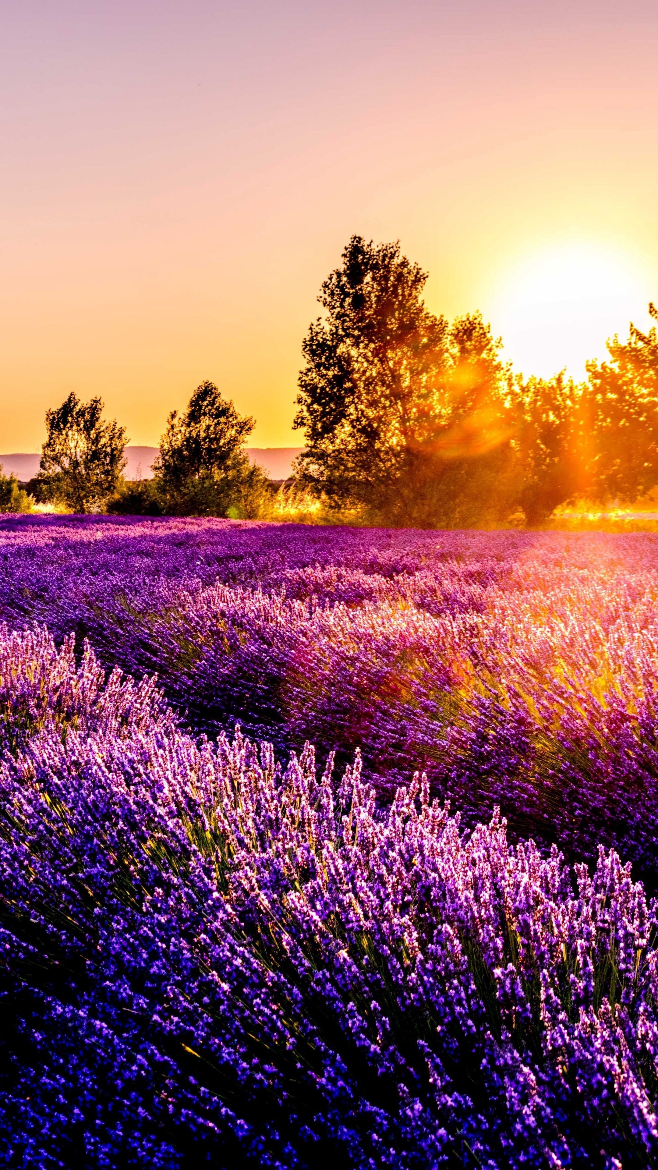 Lavender field sunset, Lush countryside, Lavender hues, 2160x3840 4K Phone