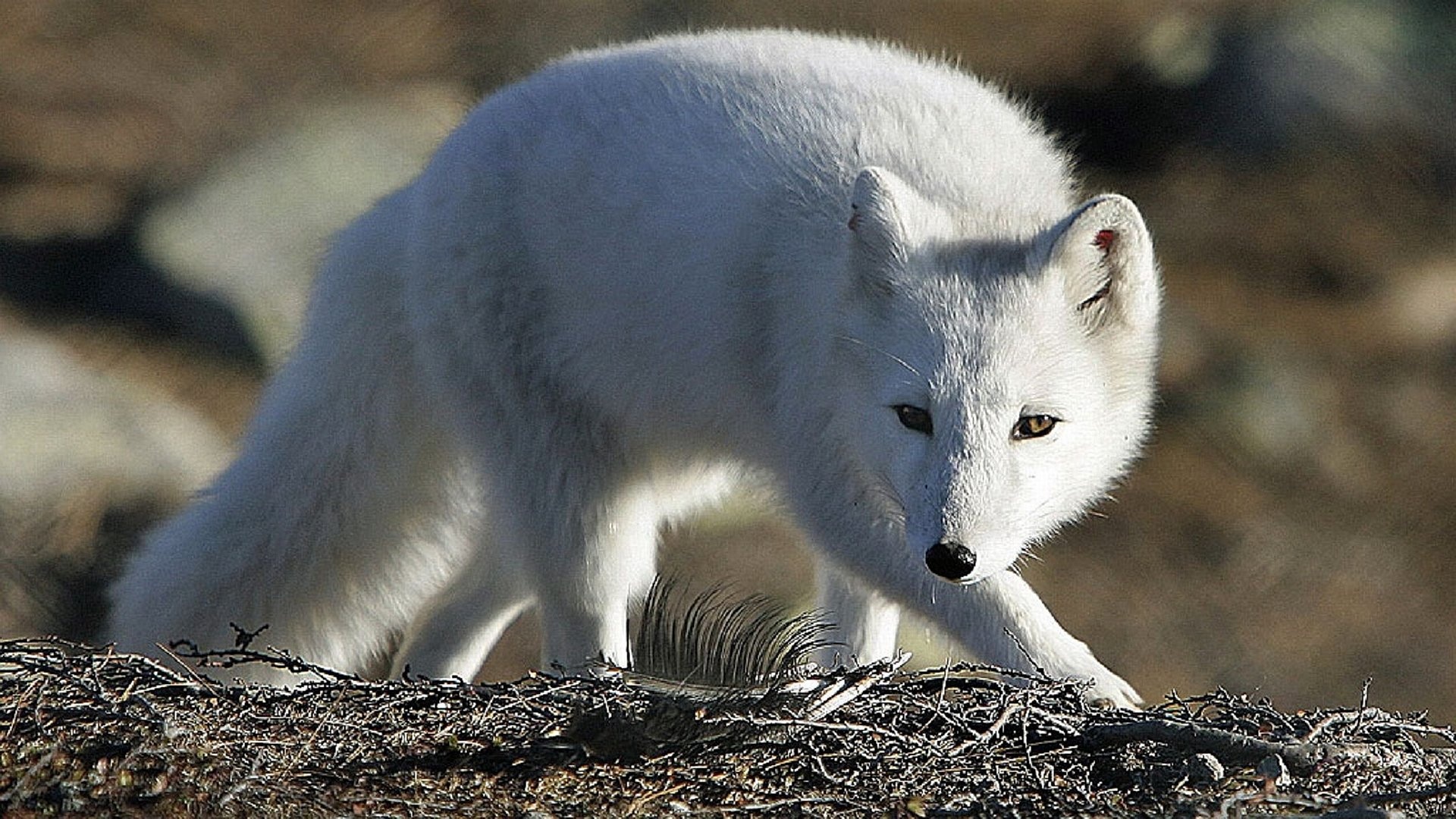 Arctic fox portrait, Snowy white fur, Icy backdrop, Winter wonderland, 1920x1080 Full HD Desktop