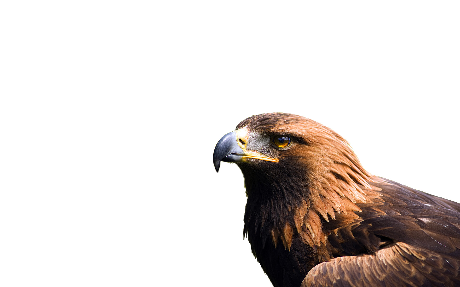 Golden Eagle: Dark brown eagle's plumage, A massive bird with broad rounded wings, The striking golden head and neck. 1920x1200 HD Wallpaper.