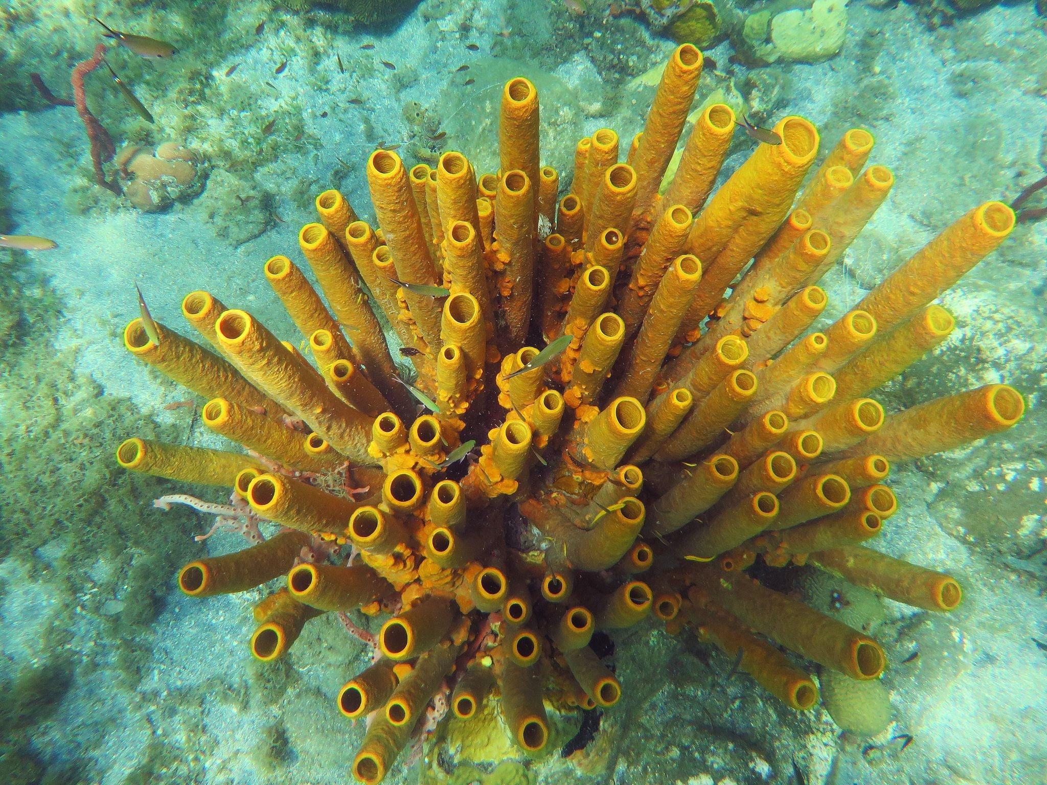 Sea Sponge: Yellow tube sponge, Douglas Bay, Cabrits National Park, Beautiful sea creatures, Underwater life. 2050x1540 HD Background.