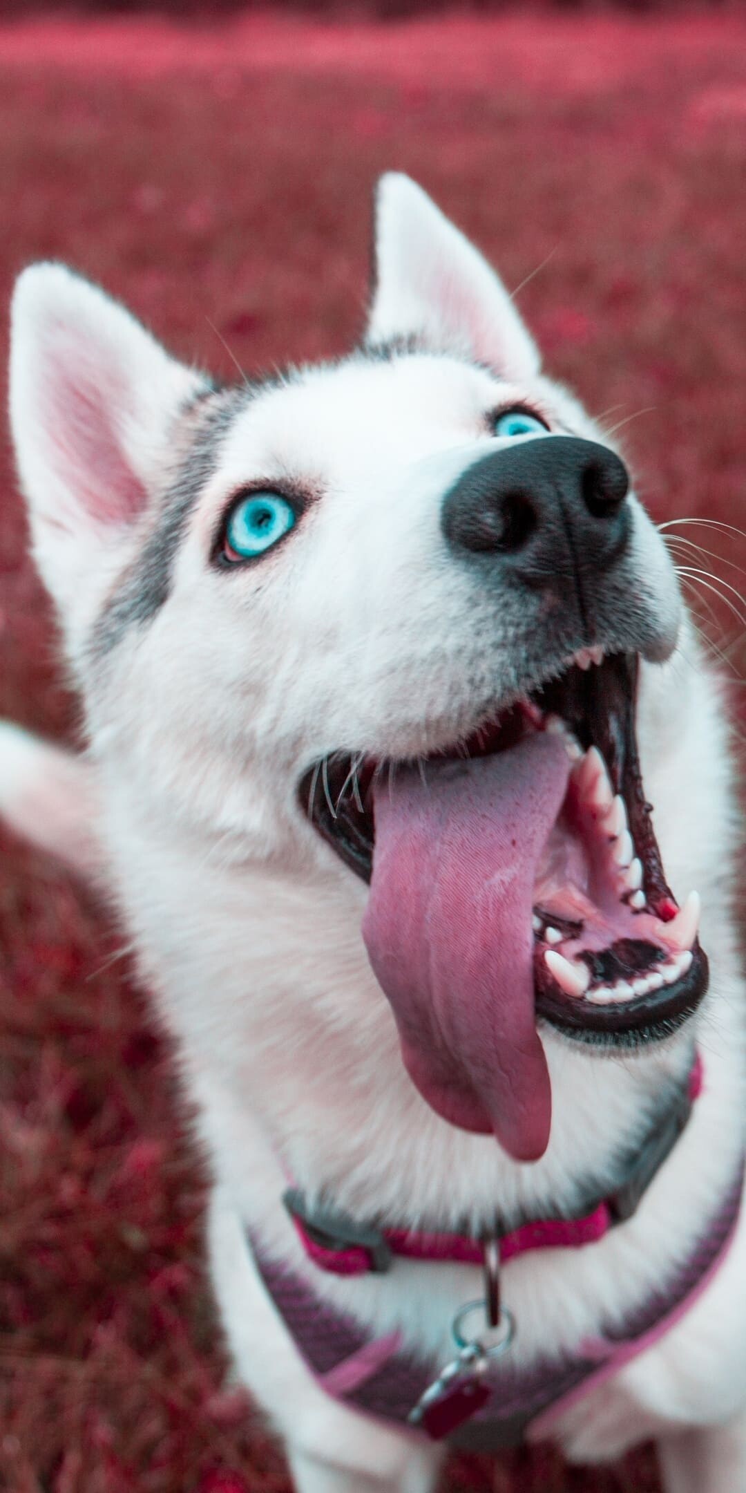 Dog: Husky, A domesticated canine mammal. 1080x2160 HD Background.