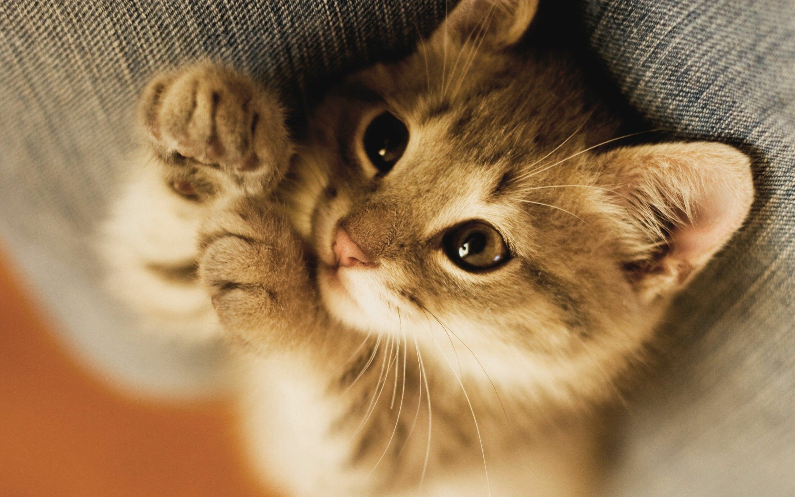 Kitten: Baby cat, commonly kept as house pets. 2560x1600 HD Wallpaper.