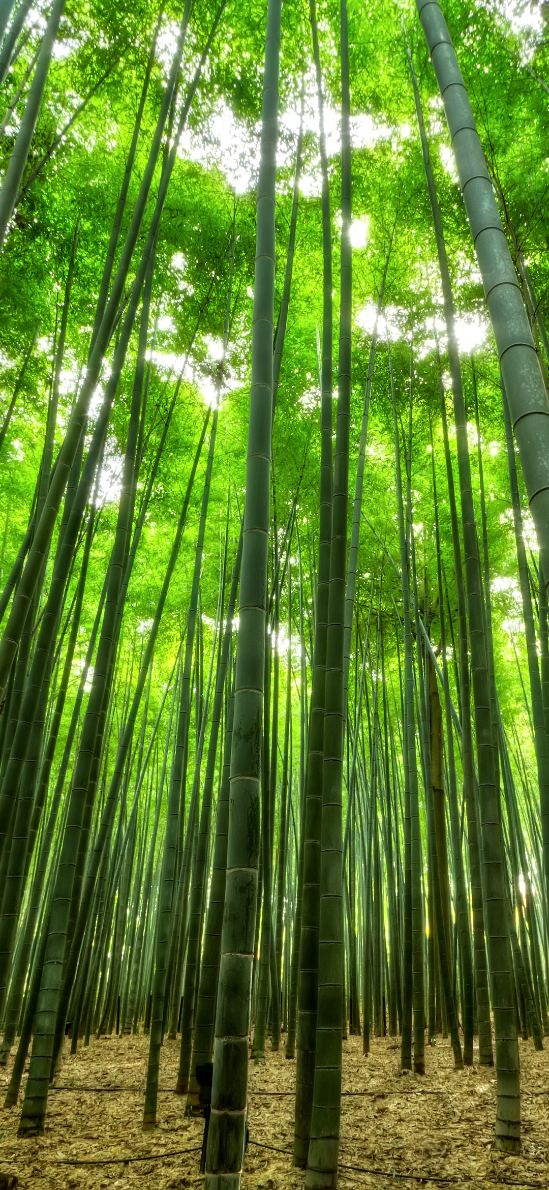 Bamboo: Plant is used for building materials as a food source and as a raw product. 1080x2340 HD Background.