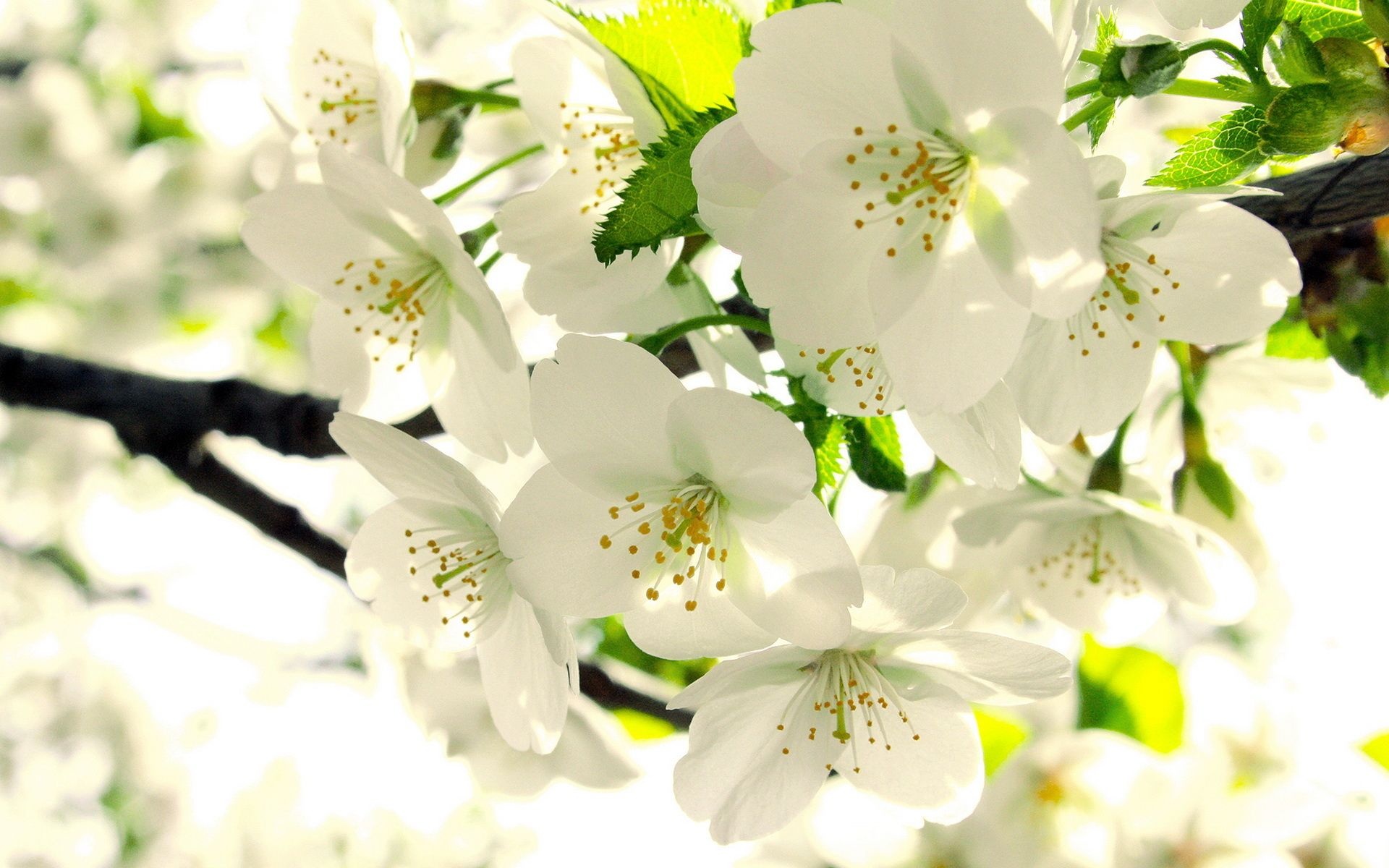 Apple blossom wallpapers, Delicate petals, Nature's artwork, Stunning beauty, 1920x1200 HD Desktop