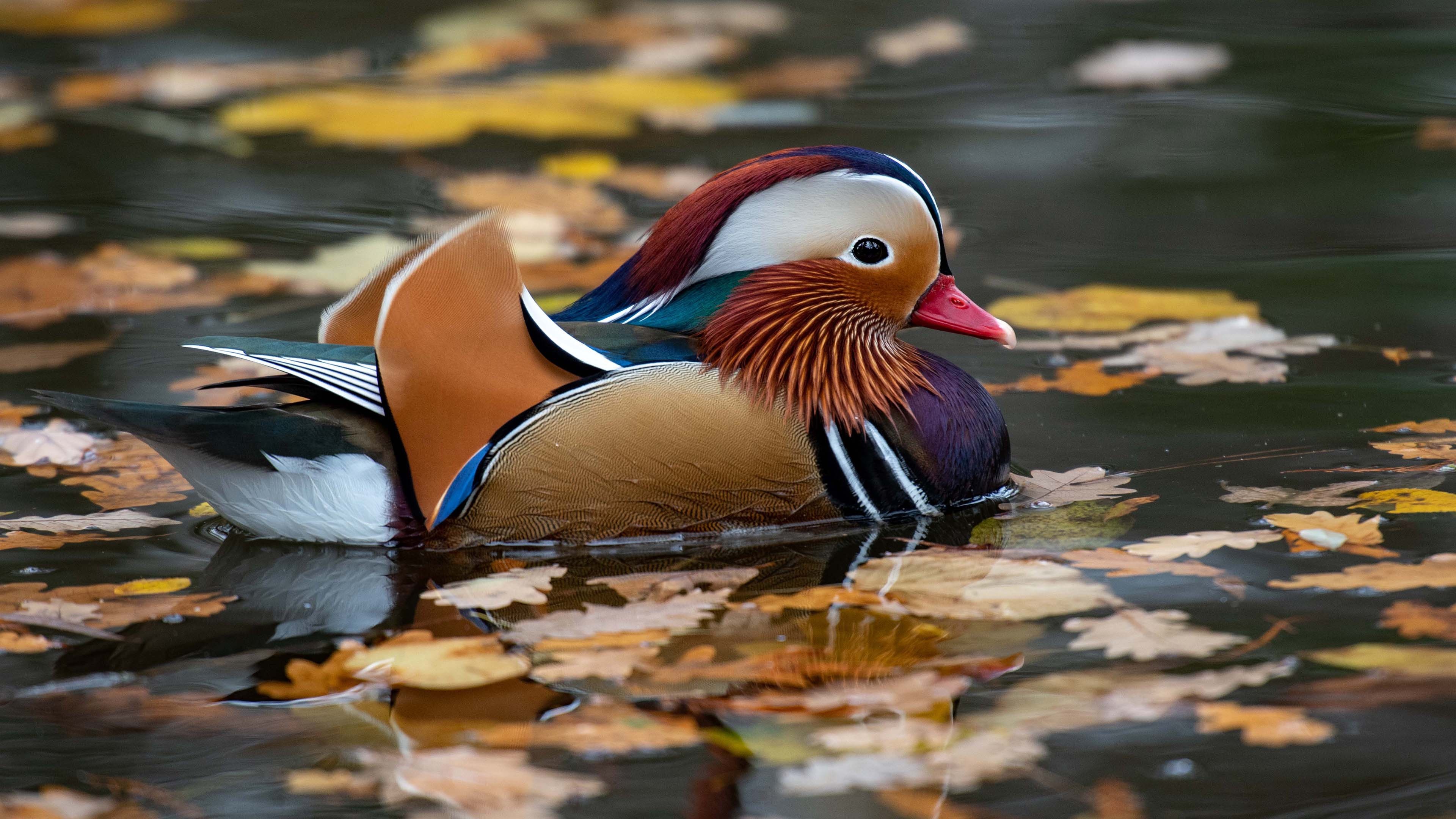 Autumn foliage wallpaper, Beautiful pond scene, Majestic duck, Vibrant colors, 3840x2160 4K Desktop