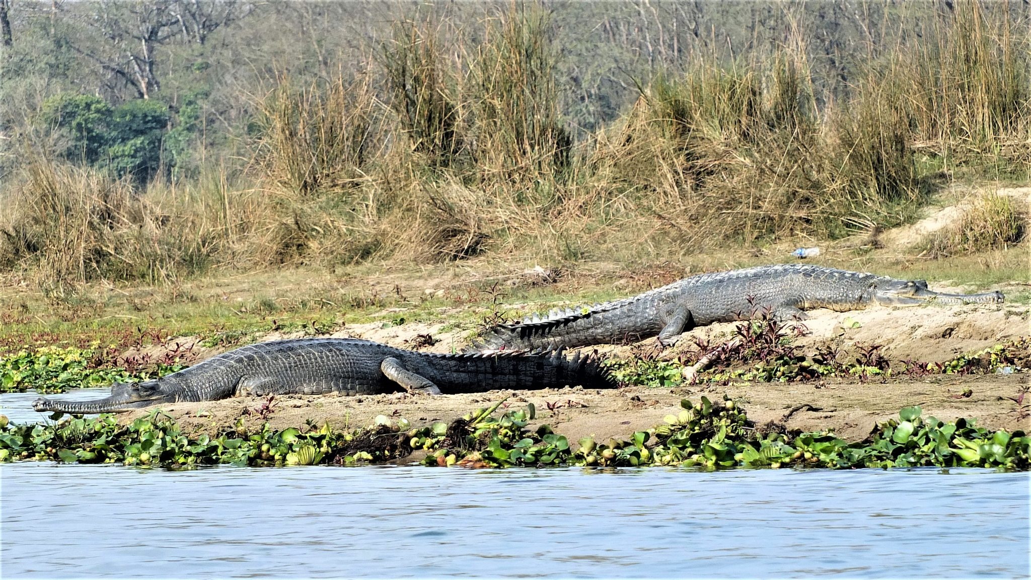 Chitwan National Park, Safari activities, Nepal, Travels, 2050x1160 HD Desktop