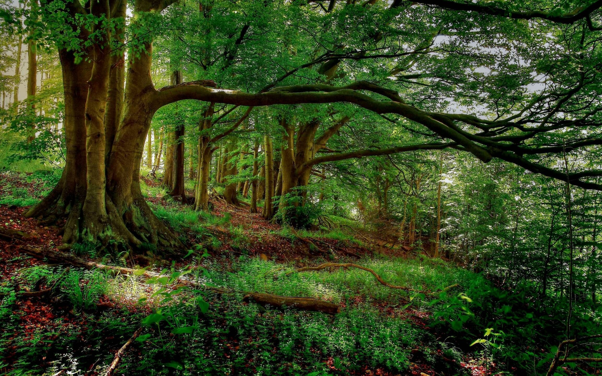 Untamed forest wilderness, Nature's untouched beauty, Ancient trees stand tall, Tranquil serenade, 2310x1440 HD Desktop