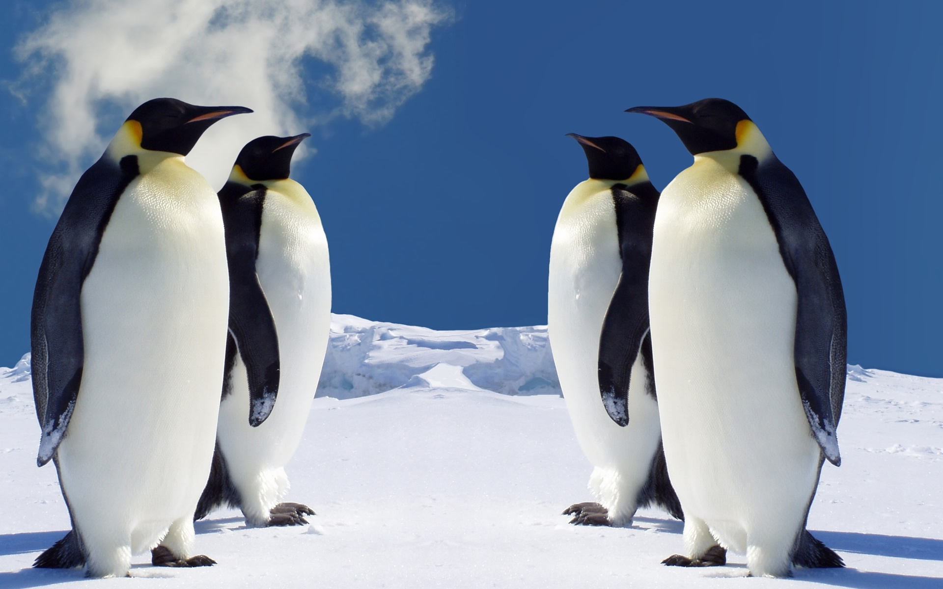 High definition penguin wallpaper, Stunning visuals, Arctic wildlife, Desktop delight, 1920x1200 HD Desktop