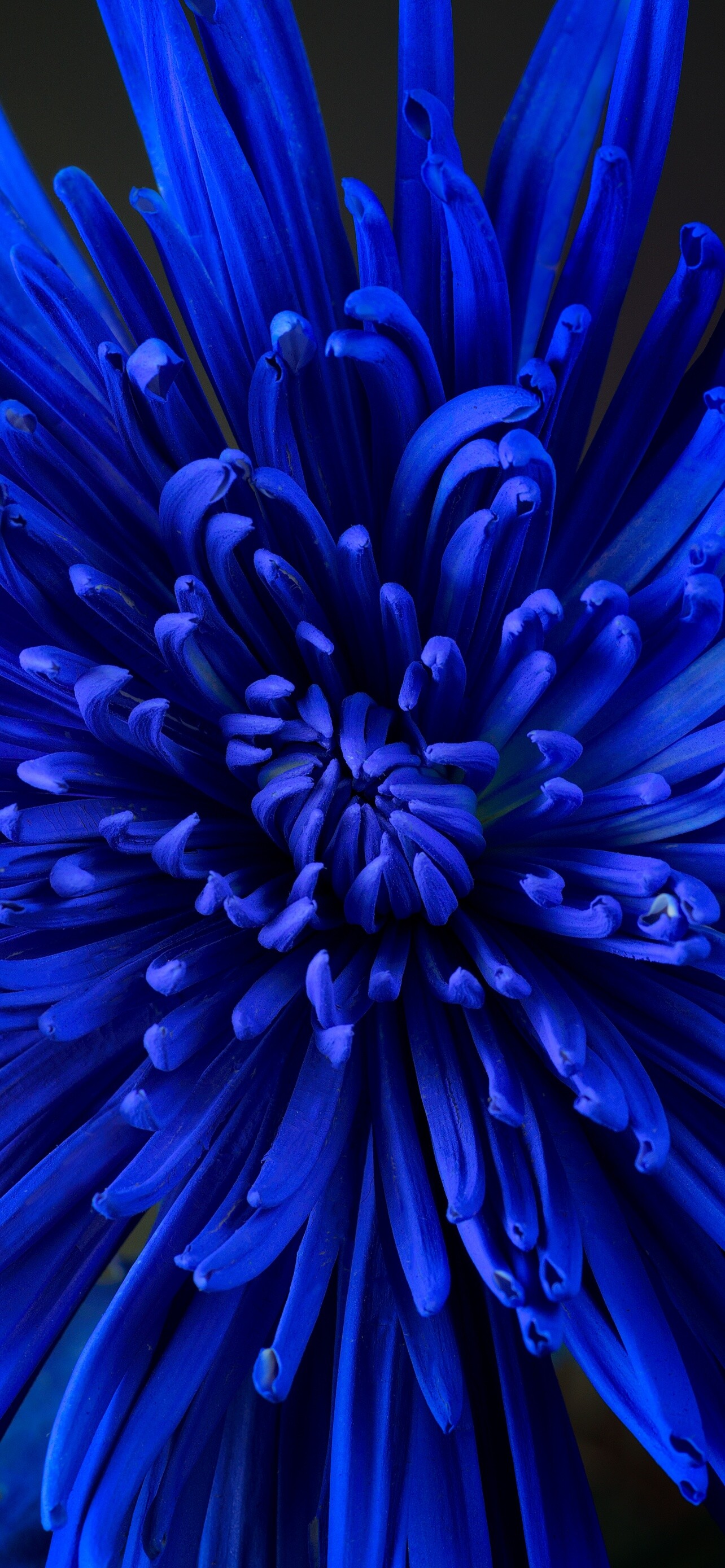 Chrysanthemum: The bloom forms are defined by the way in which the ray and disk florets are arranged, Flowering plant. 1290x2780 HD Background.