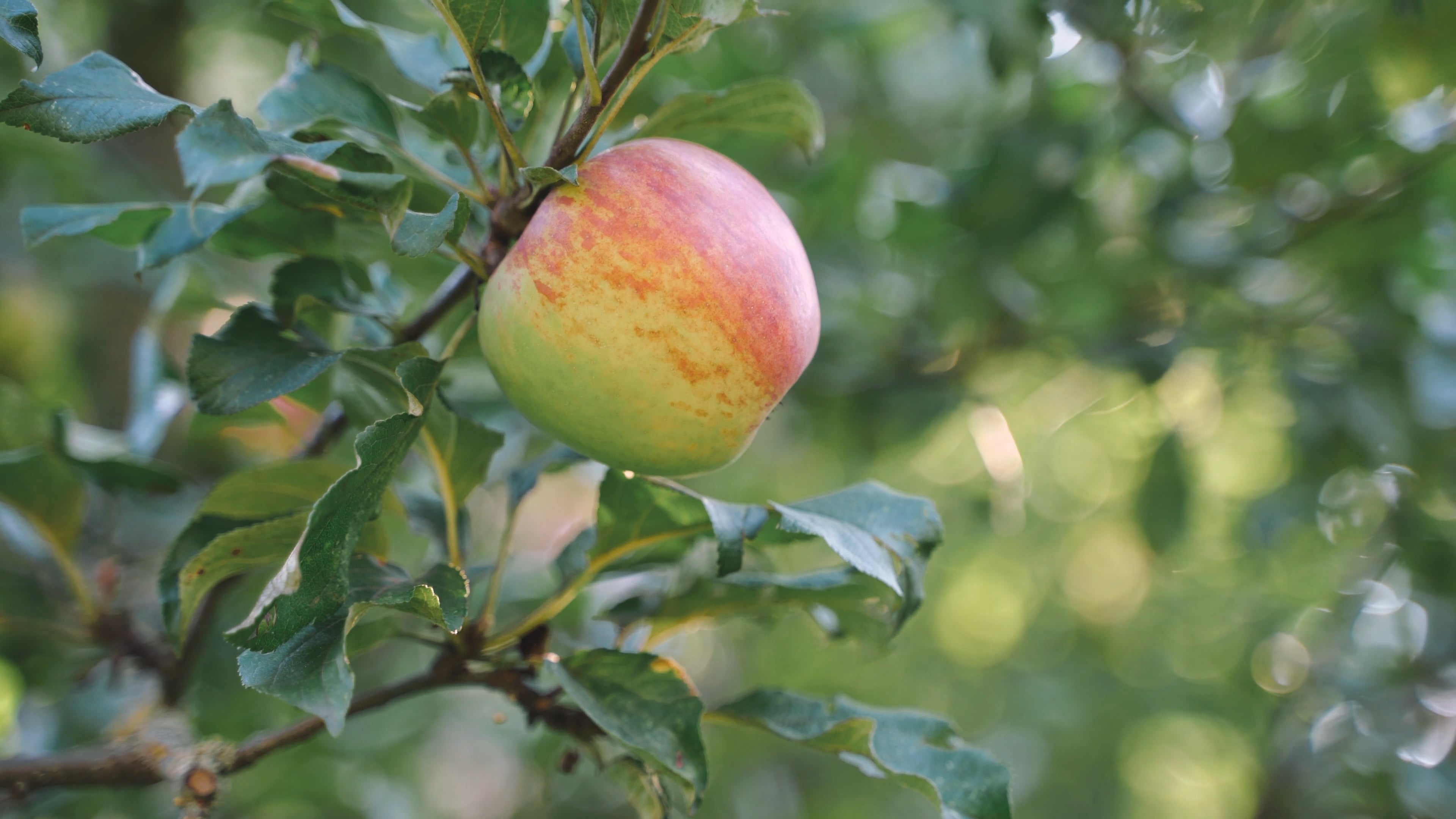 Apple on the tree, Close-up shot, Free stock video, Nature's delights, 3840x2160 4K Desktop