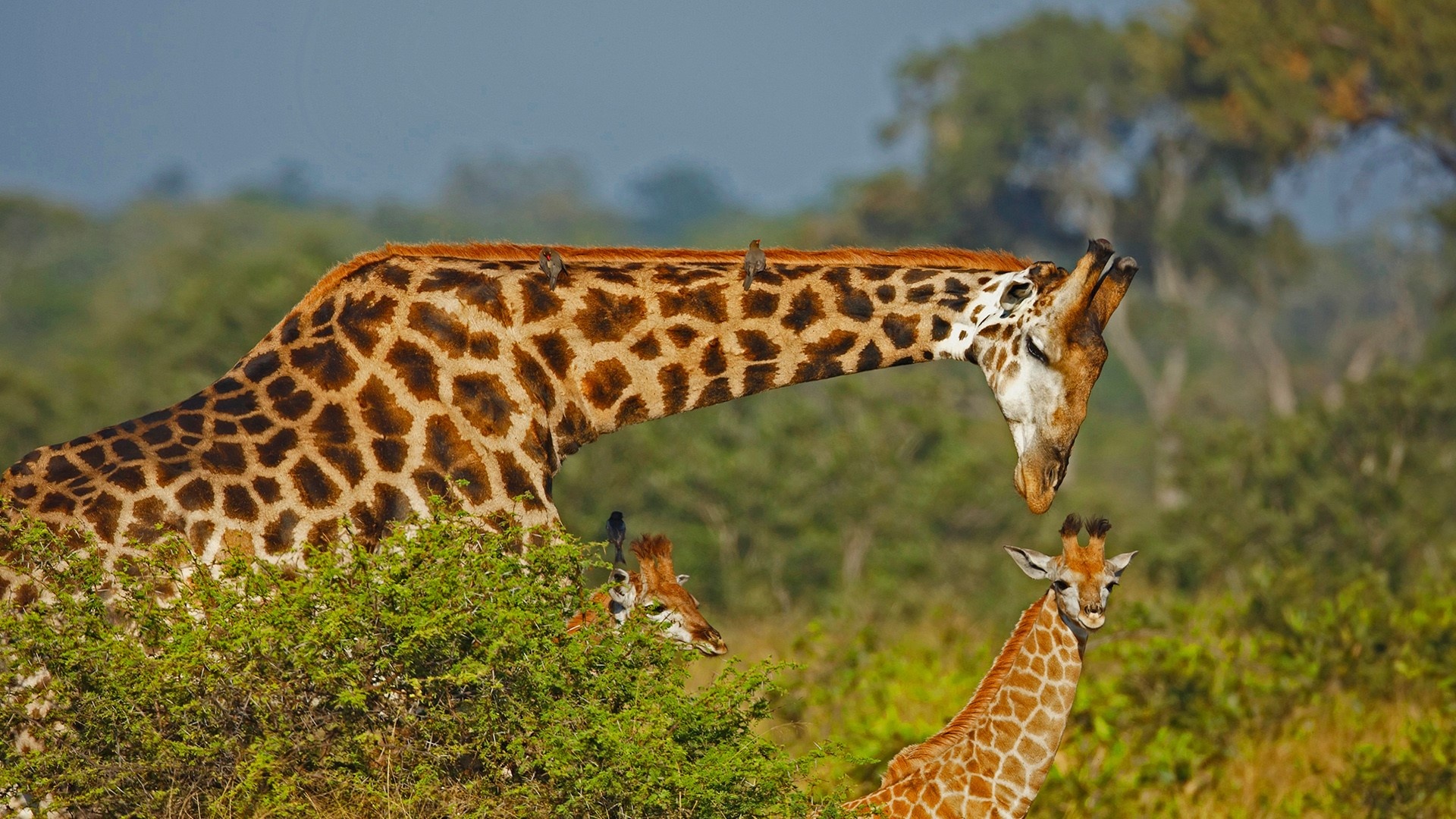 Kruger National Park, Giraffe, South African wildlife, Windows 10 spotlight images, 1920x1080 Full HD Desktop