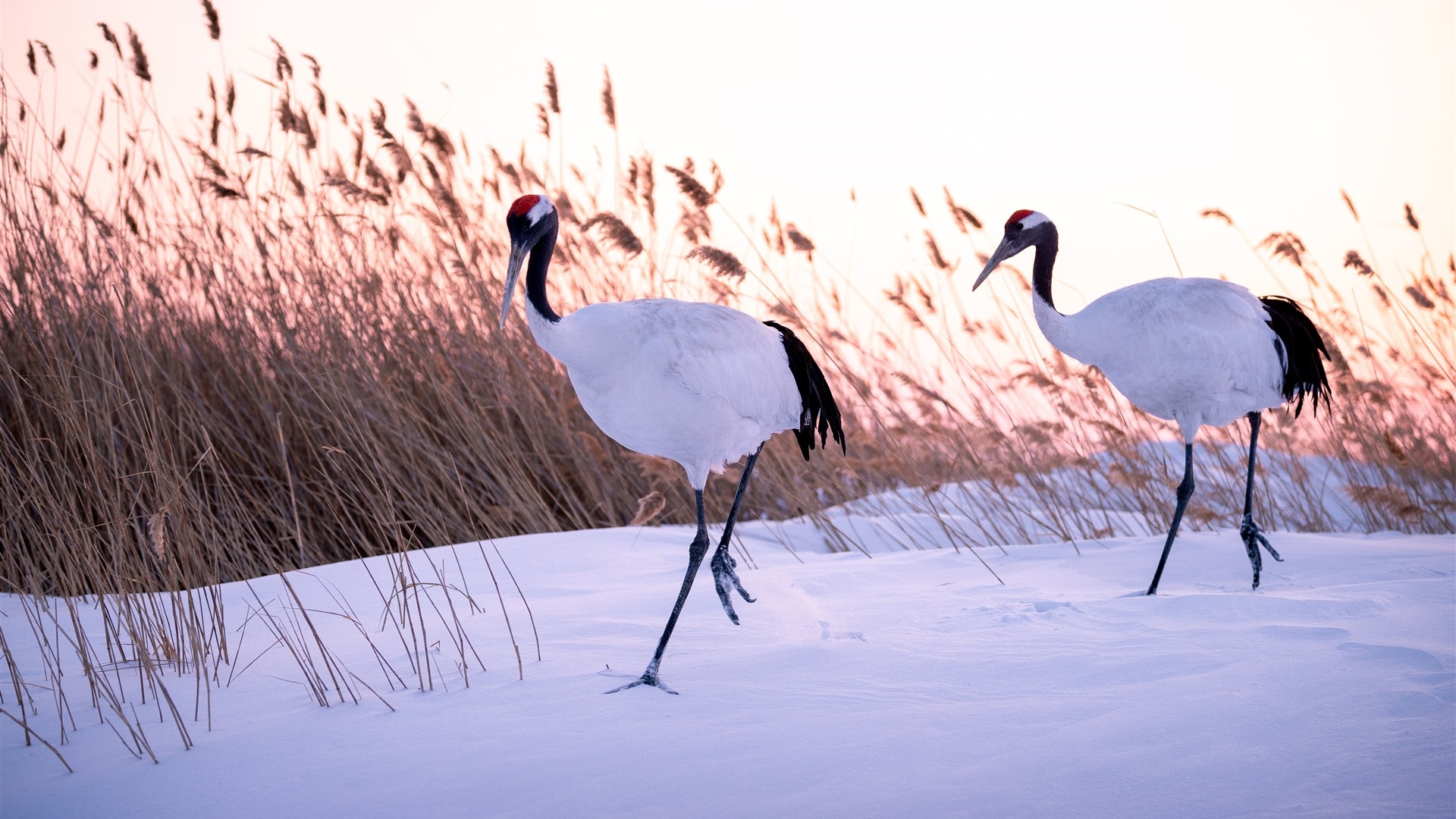 Snow red crowned crane, Winter beauty, Cold climate, Majestic bird, 1920x1080 Full HD Desktop