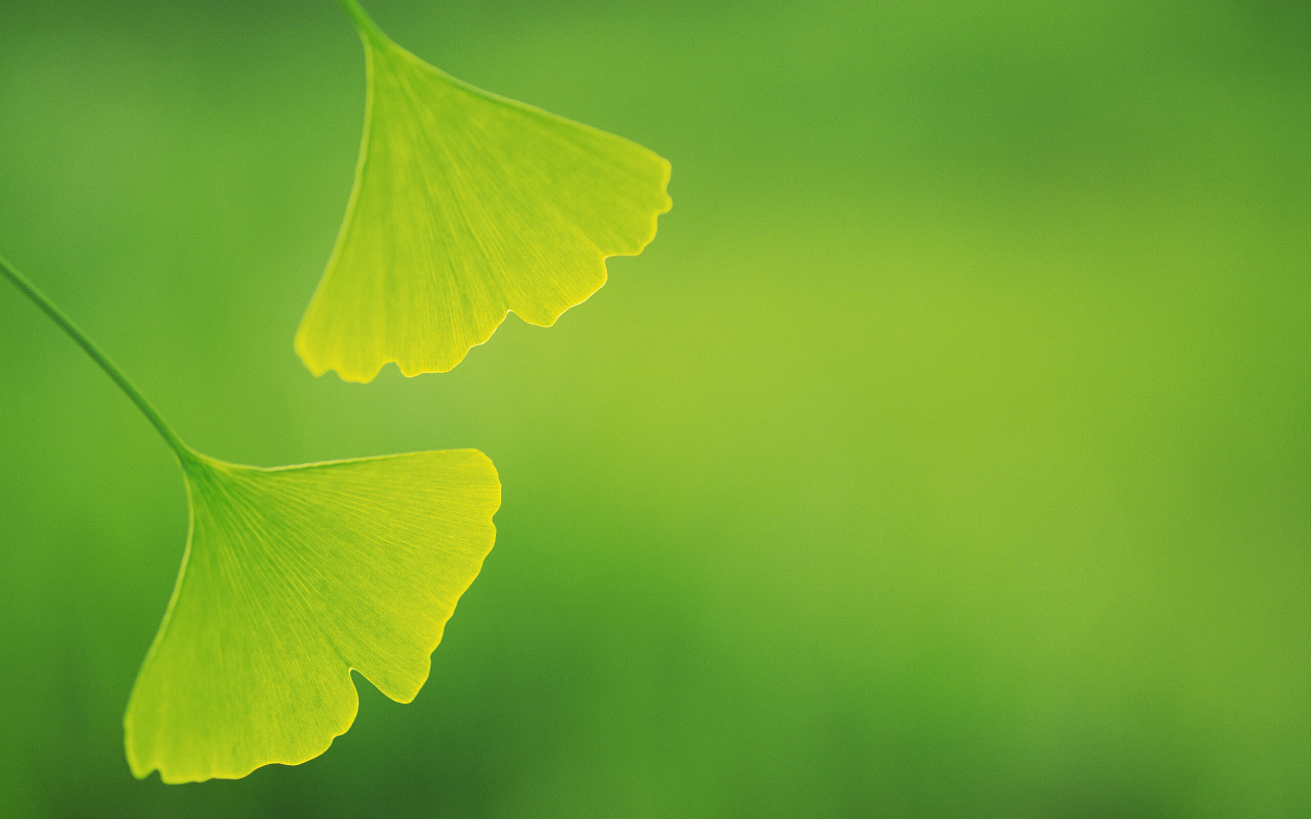 Leaf: Ginkgo, Chlorophyll is the pigment that absorbs and captures energy from the sun. 2560x1600 HD Wallpaper.
