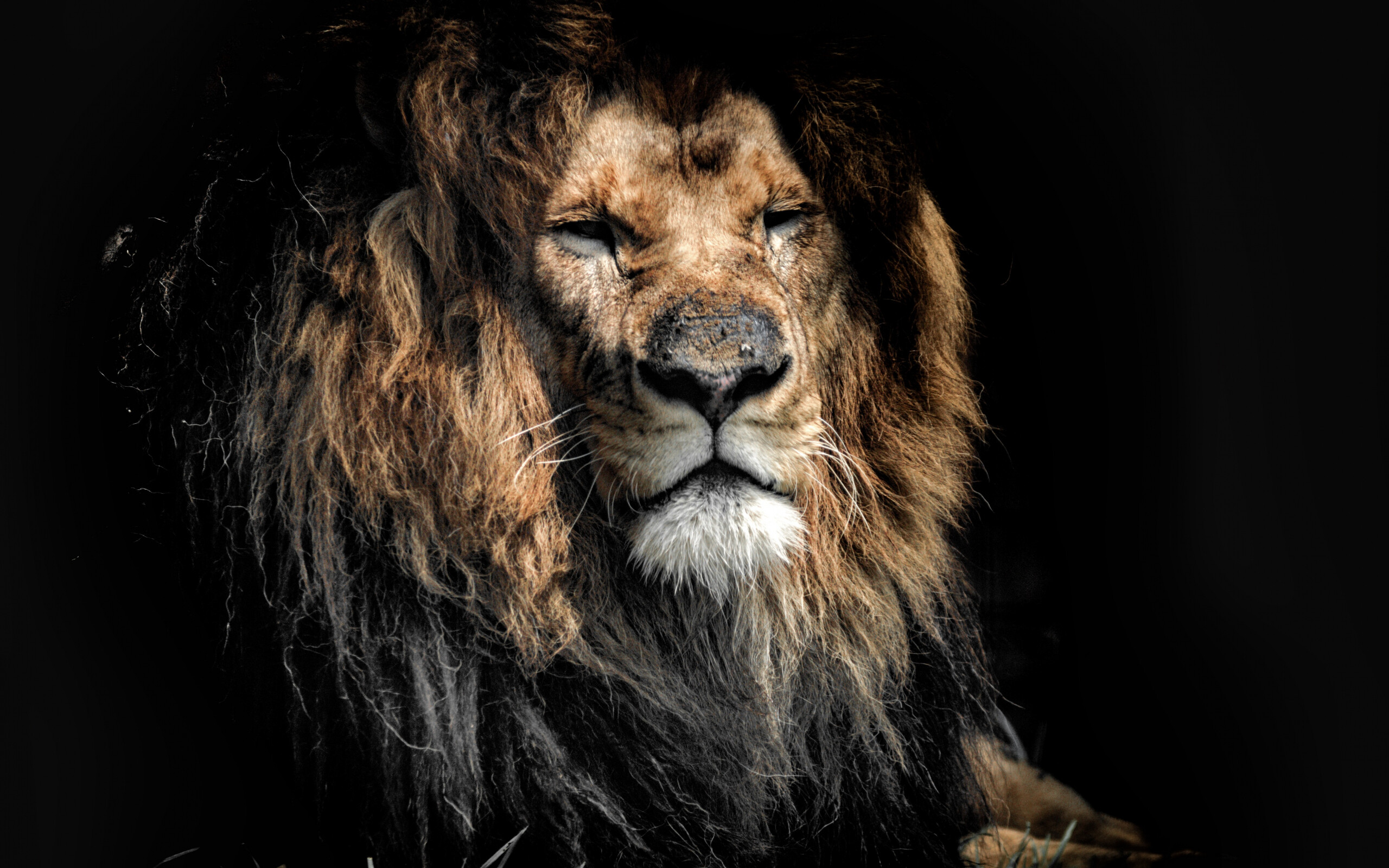 Lion: Predator, Wild cat, Mane, Carnivore. 2560x1600 HD Background.