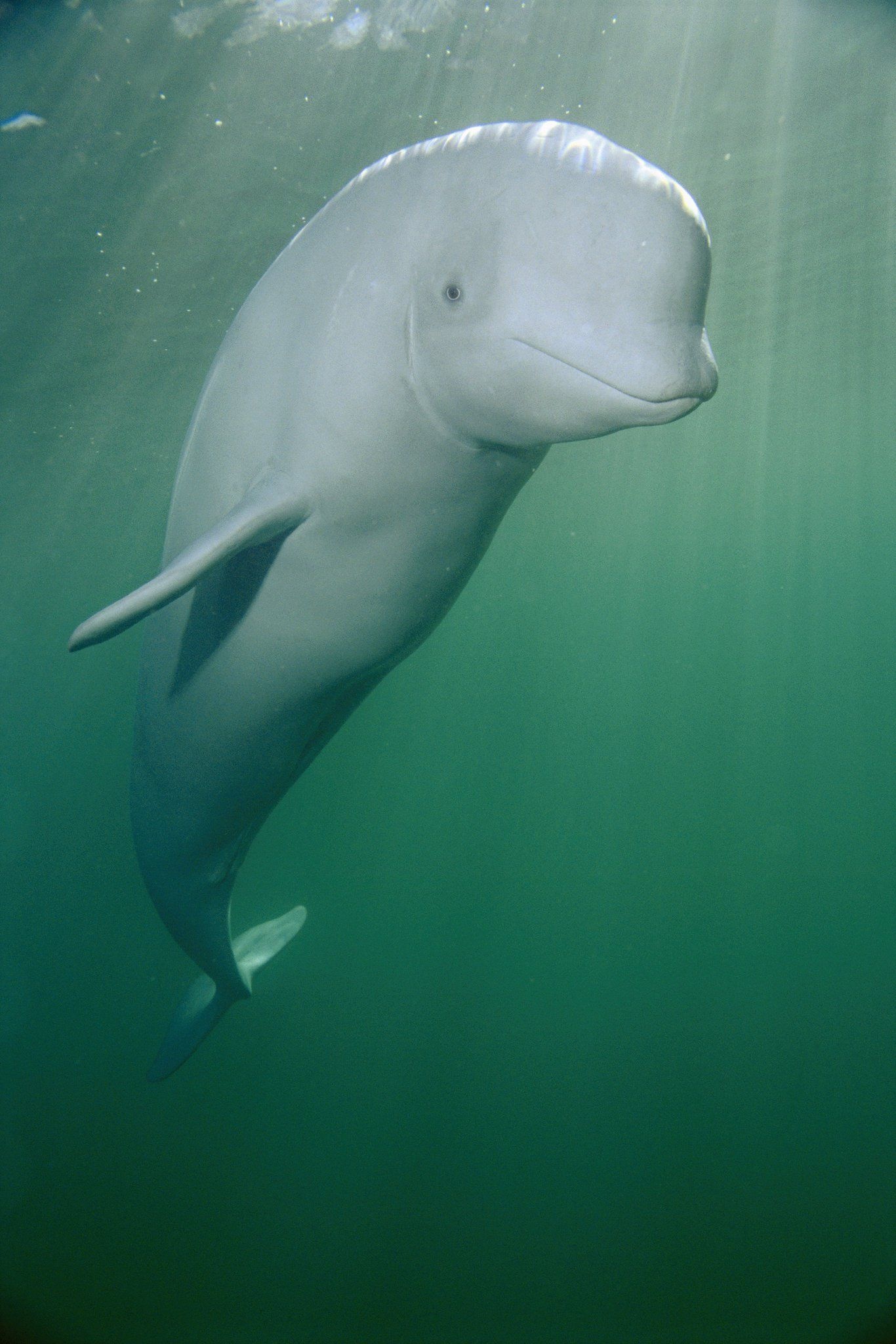 Aquatic Amphibious, Beluga Whales, Arctic beauty, Oceanic creatures, 1370x2050 HD Phone