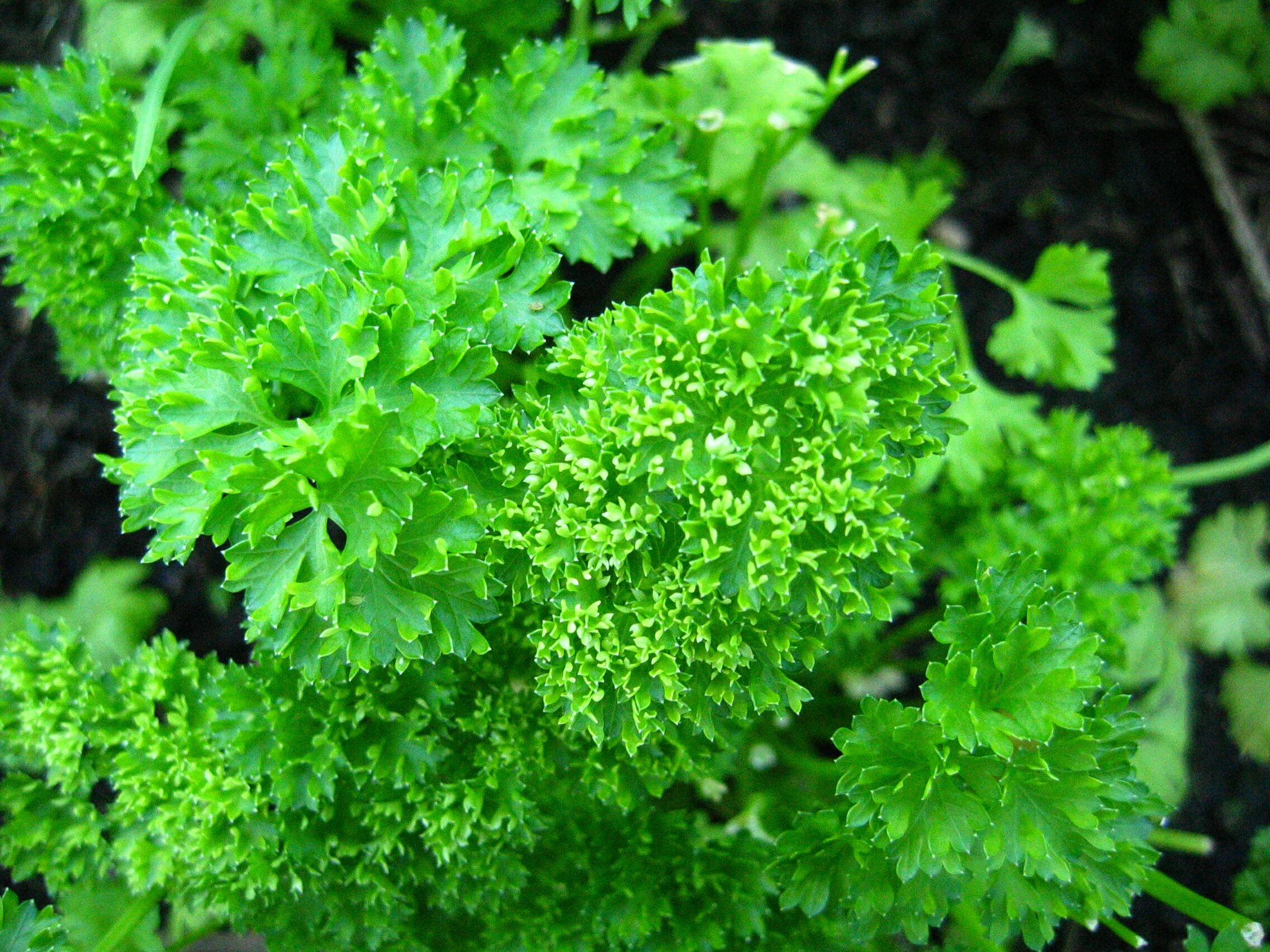 Parsley herb, Curled leaf variety, Burts Greenhouses, Wholesome and lush, 2280x1710 HD Desktop