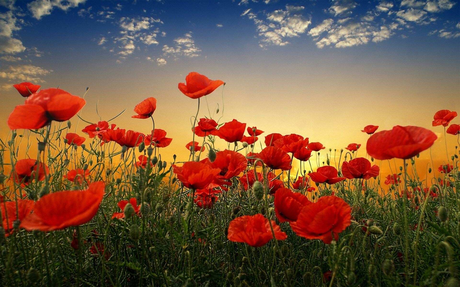 Poppy Flower: Poppies are easily grown in any light, well-drained soil in full sun. 1920x1200 HD Background.