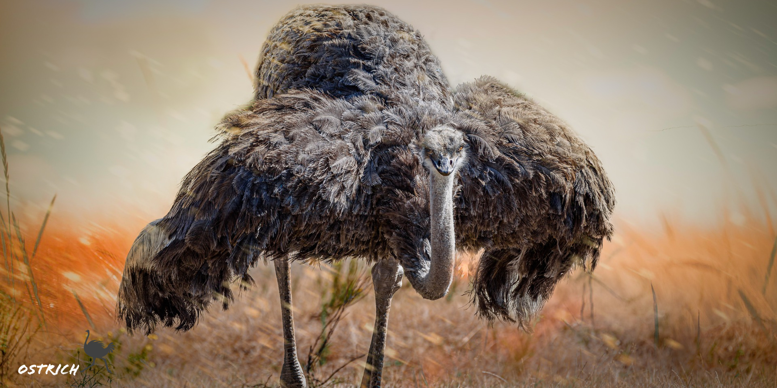 Ostrich bird hd wallpaper, Desktop background, Eyecandy for xfce, Wildlife photography, 2560x1280 Dual Screen Desktop