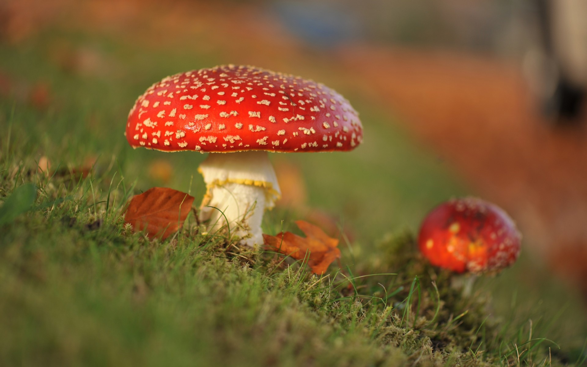 Macro mushroom, Amanita autumn, Nature's beauty, Forest habitat, 1920x1200 HD Desktop