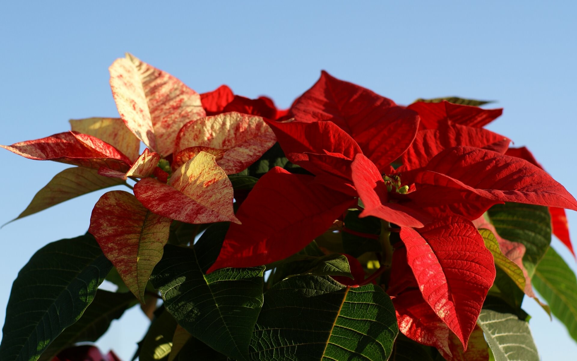 Poinsettia: A well-known member of the spurge family, commonly sold as an ornamental at Christmastime. 1920x1210 HD Wallpaper.
