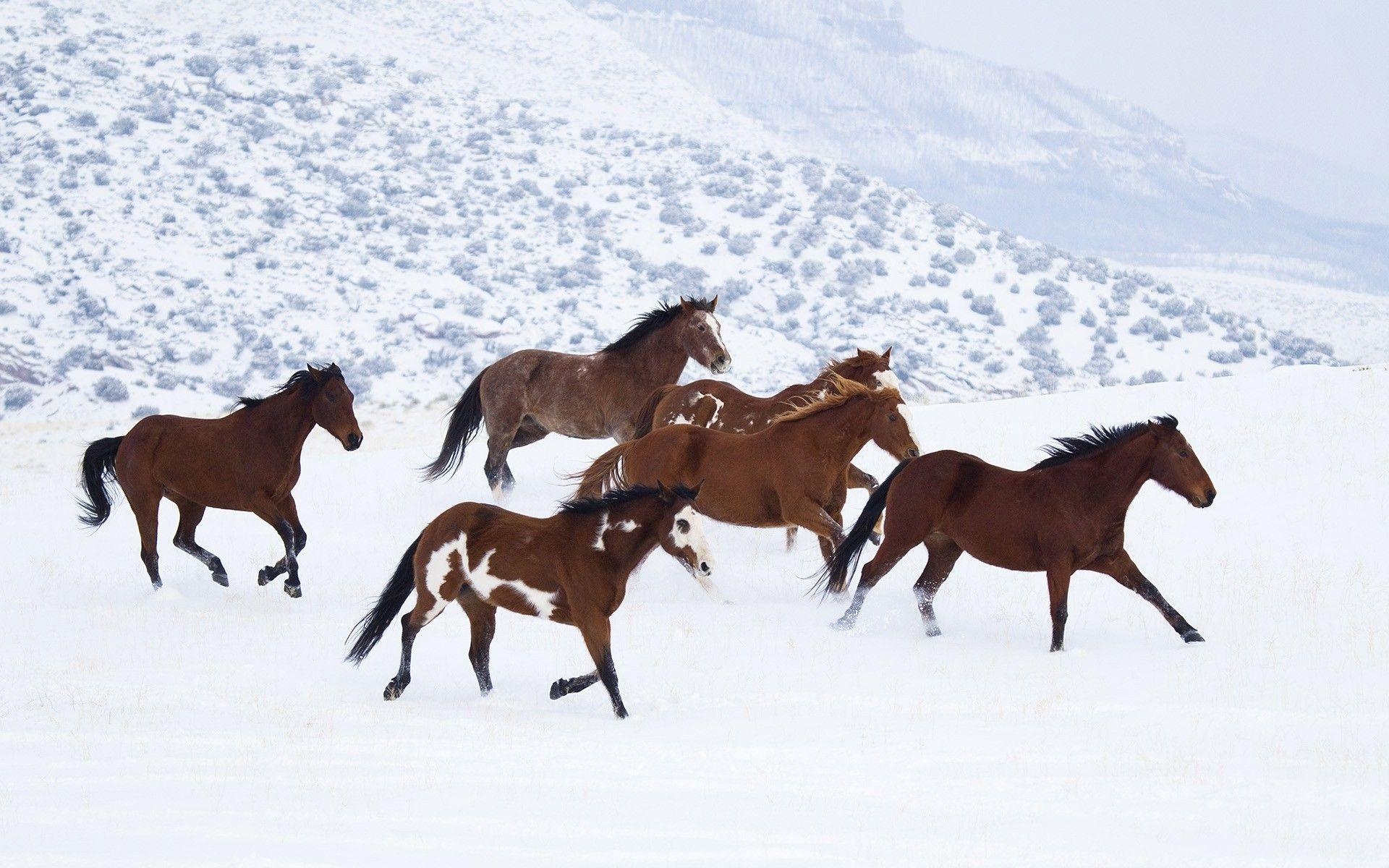 Horses in the Snow, Horses in the snow wallpapers, 1920x1200 HD Desktop