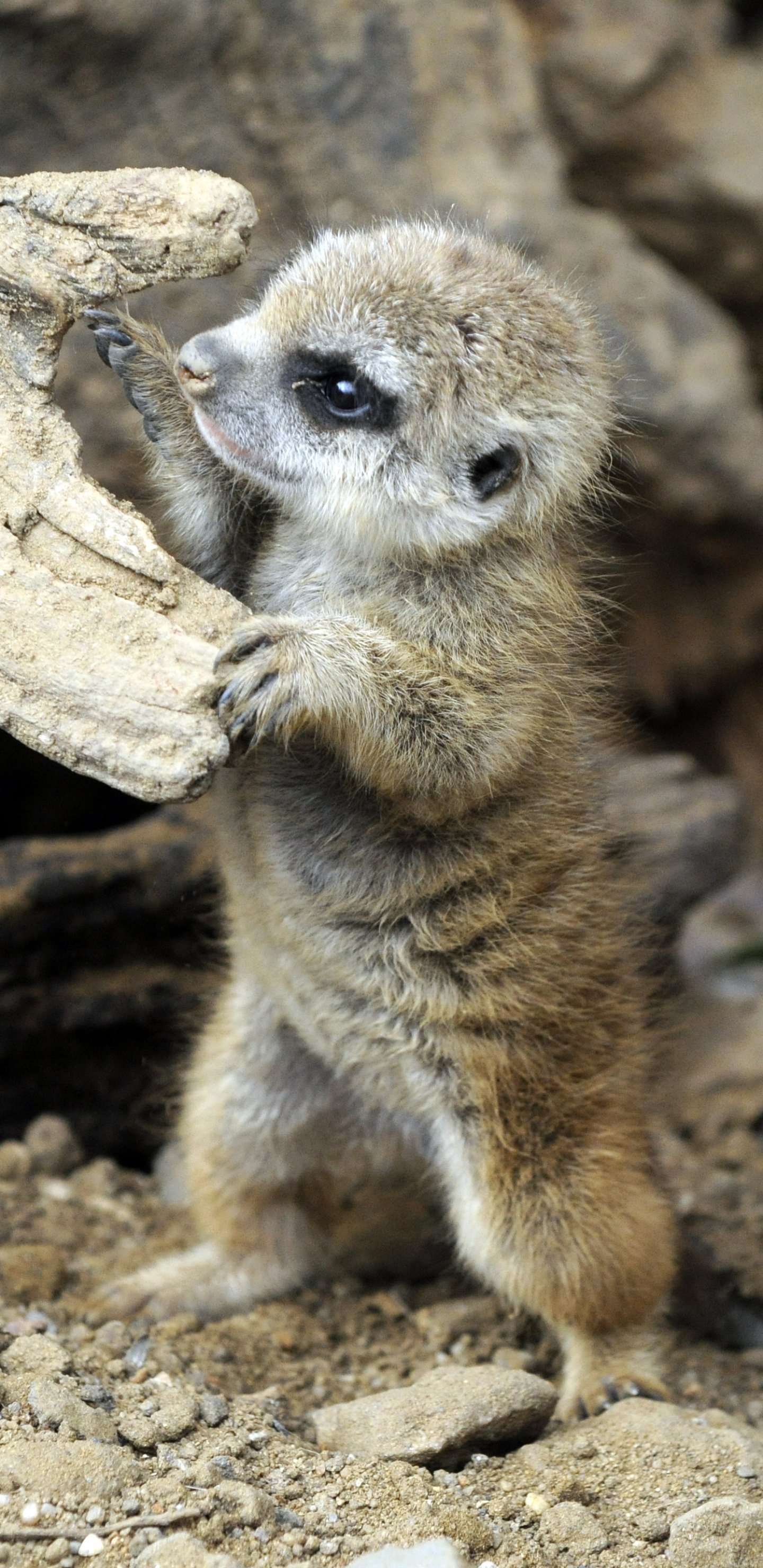 Animal meerkat, Nature's marvel, Wildlife wonders, Adorable creature, 1440x2960 HD Handy