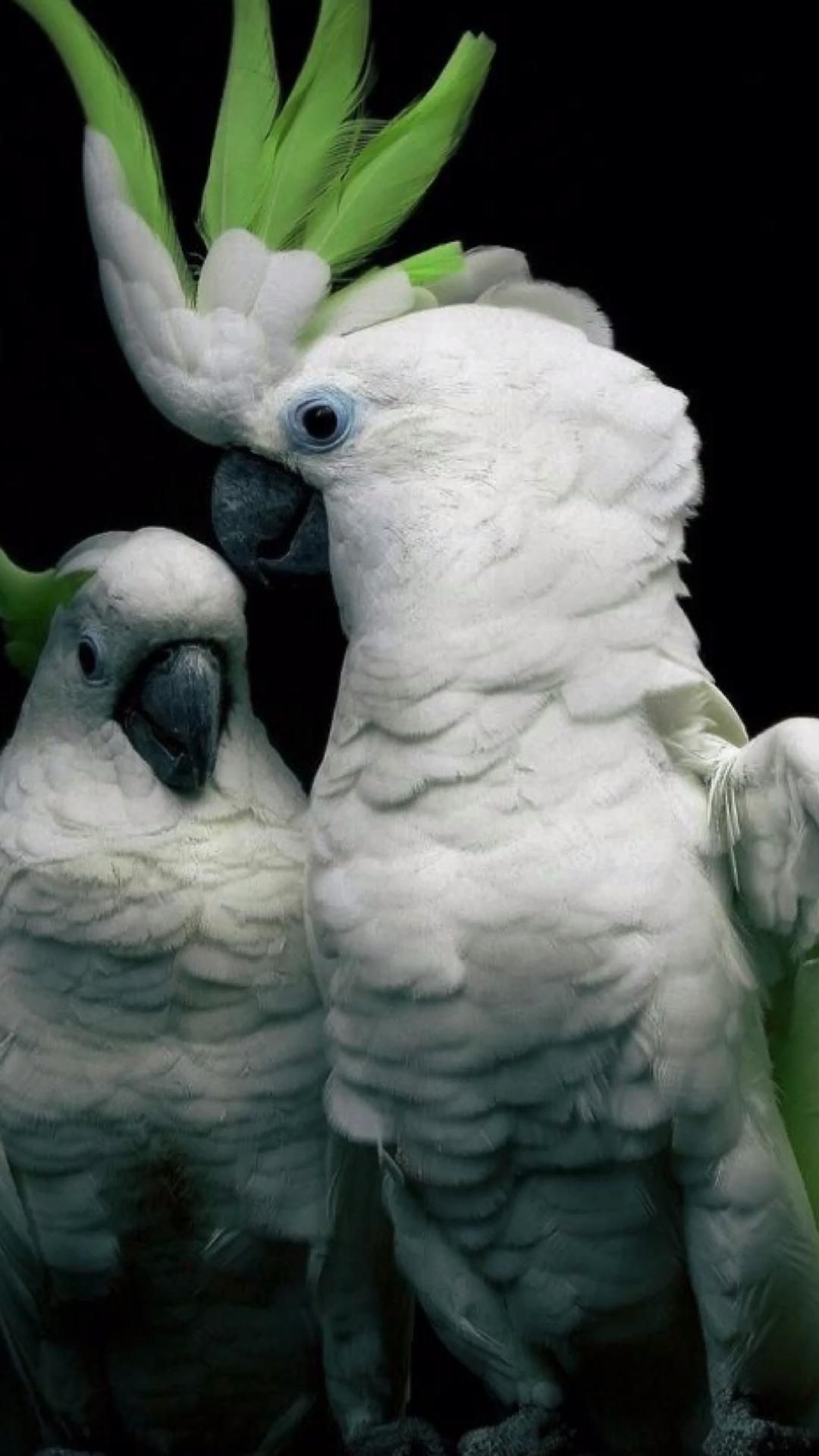 Cockatoo: Highly Intelligent And Sociable Birds, The Green Creest Ideas. 1080x1920 Full HD Wallpaper.