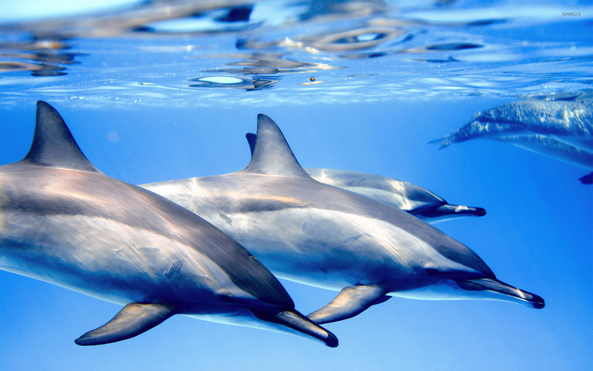 Dolphin: In Greek myths, dolphins were seen invariably as helpers of humankind. 1920x1200 HD Wallpaper.
