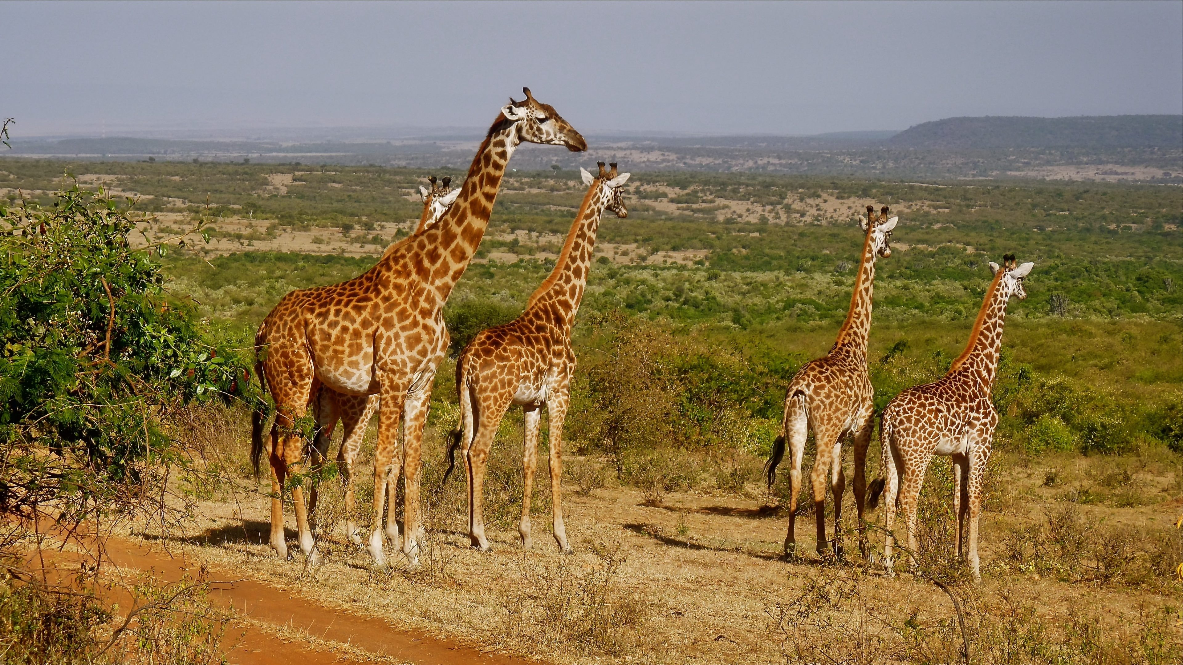 Giraffe wallpapers, African beauty, Graceful creatures, Nature's elegance, 3840x2160 4K Desktop