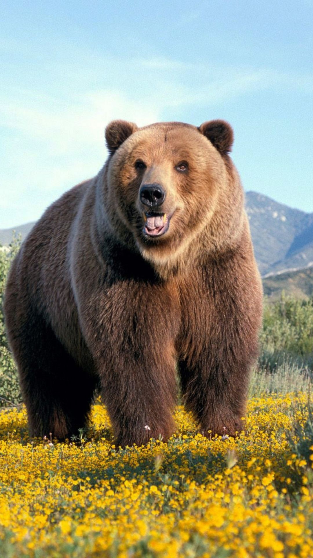 iPhone lockscreen background, Bear species collection, Wildlife admiration, Nature's wonders, 1080x1920 Full HD Phone