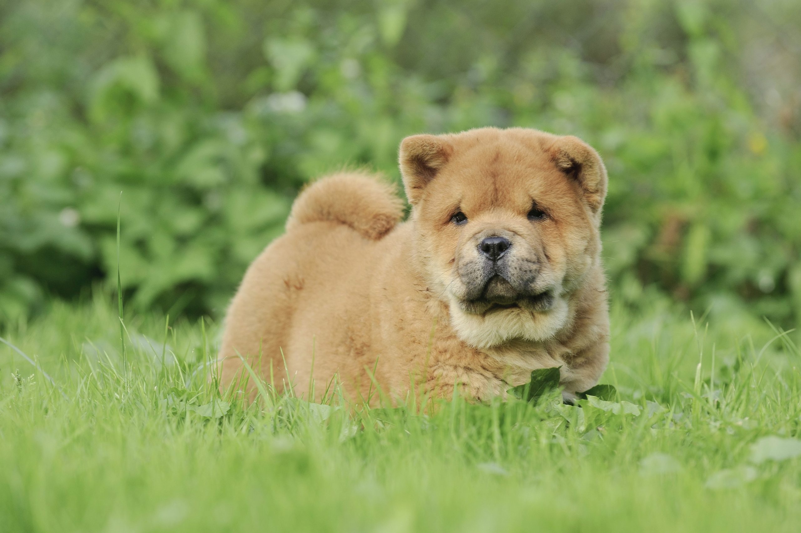 Chow Chow facts, Essential knowledge, Greenfield puppies, Dog breed, 2560x1710 HD Desktop