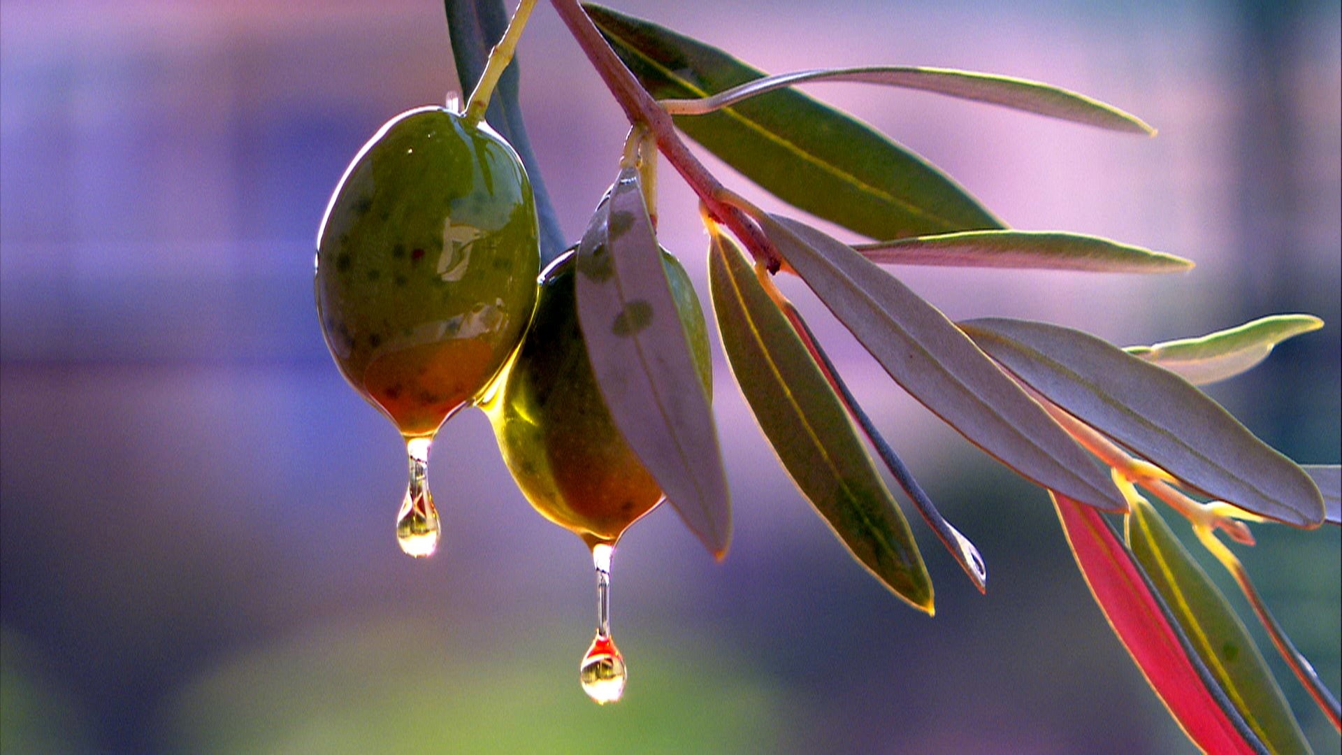 Olive: The tree produces small, egg-shaped fruit, Its branch is a symbol of peace. 1920x1080 Full HD Wallpaper.