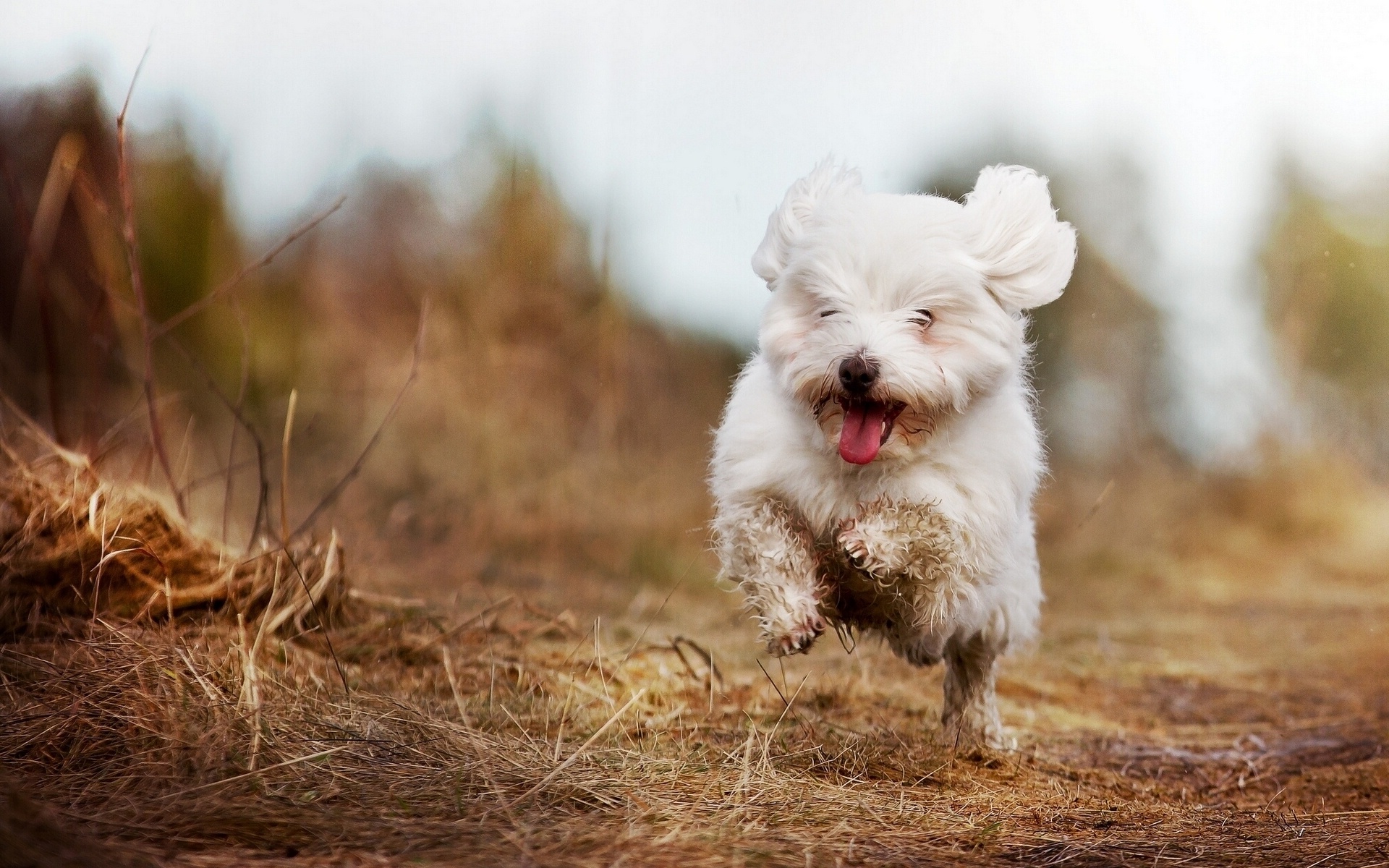 Bolognese Dog, Running, Animals, Photo, 1920x1200 HD Desktop