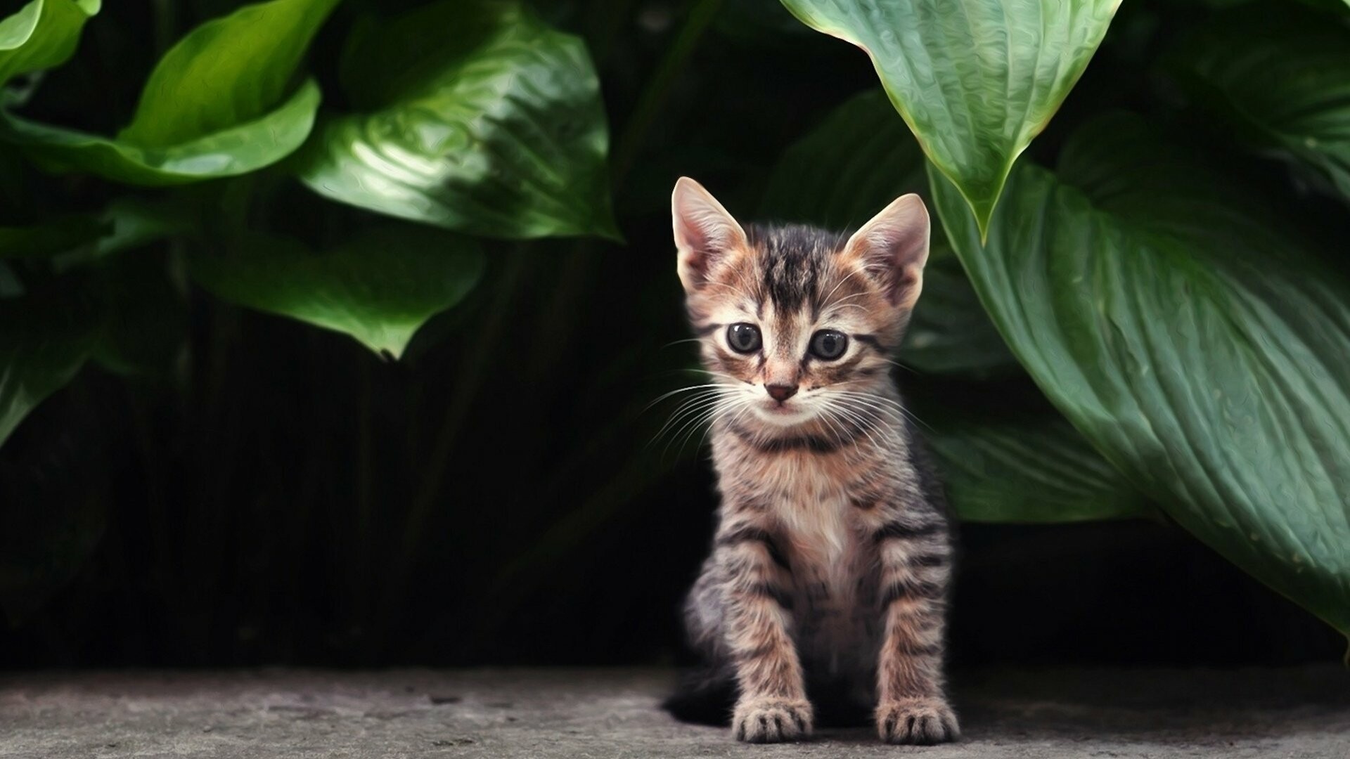 Kitten: A member of the Felidae, Carnivore, Whiskers. 1920x1080 Full HD Background.