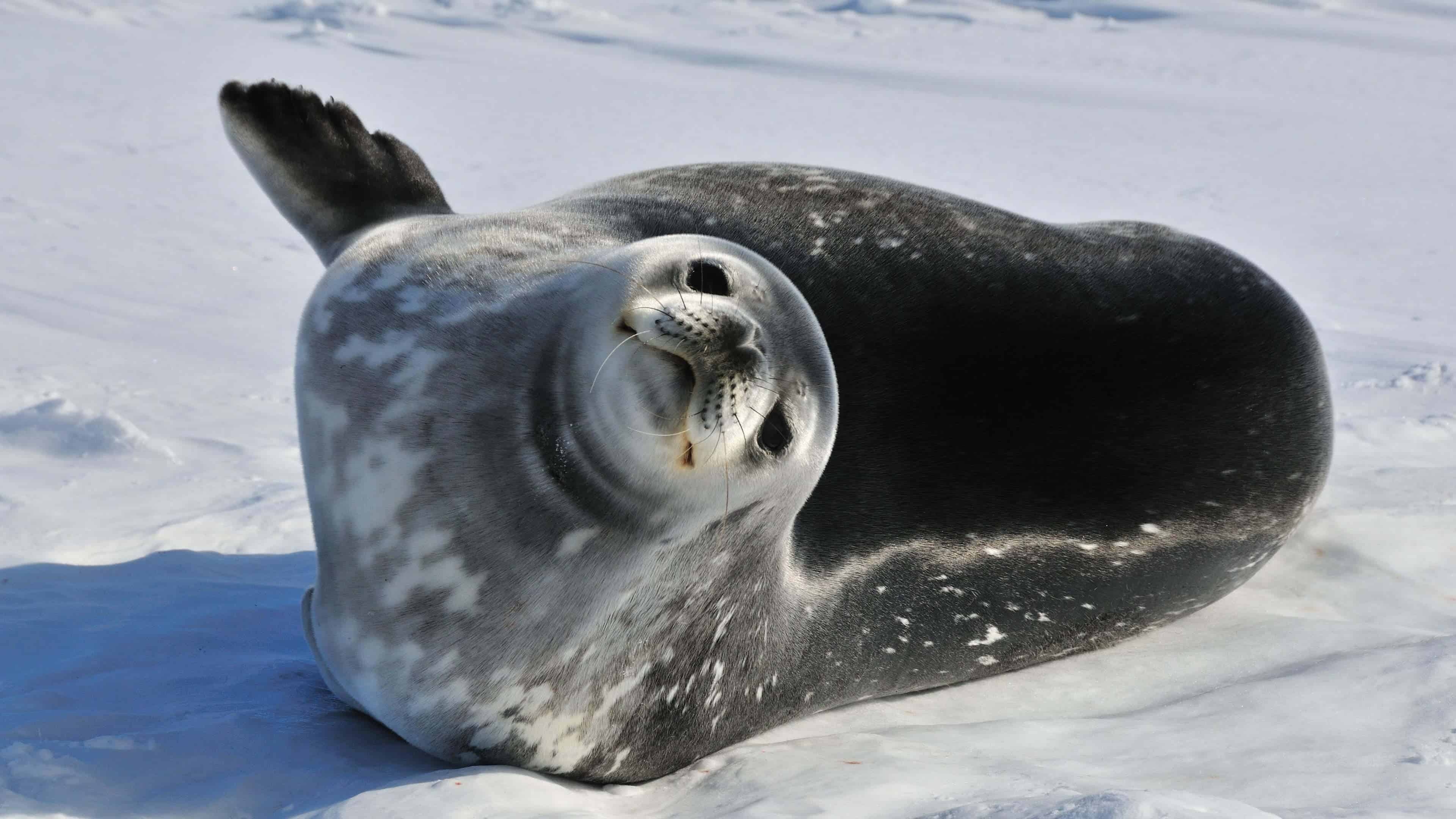 Antarctic weddell seal, Pristine wilderness, 4K uhd wallpaper, Stunning polar landscape, 3840x2160 4K Desktop
