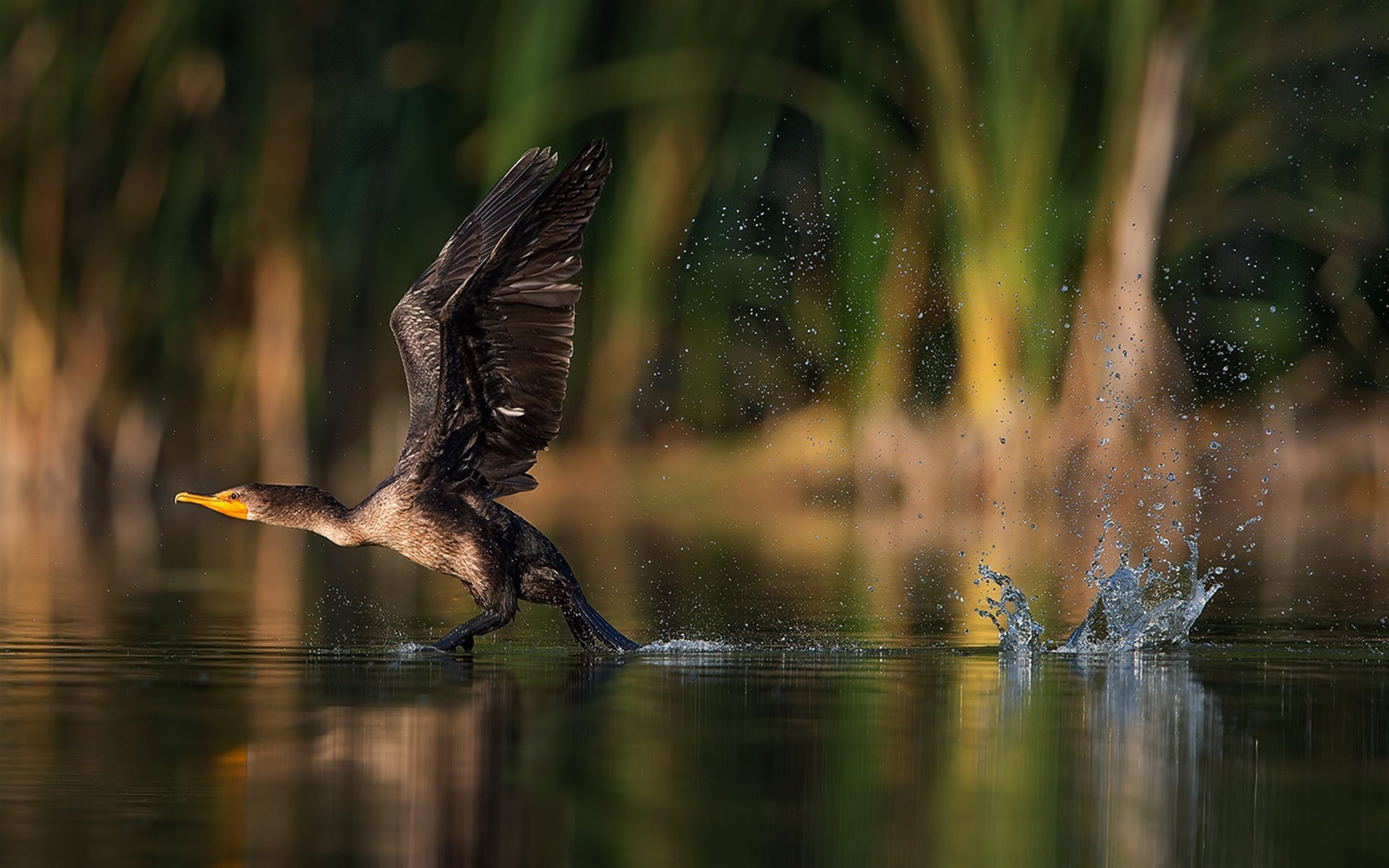 Cormorant, Taking off, Lake water, Full screen, 1920x1200 HD Desktop