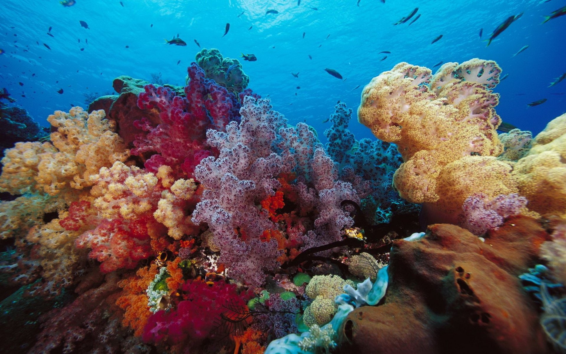 Coral patterns, Colorful coral, Coral life, Marine habitat, 1920x1200 HD Desktop