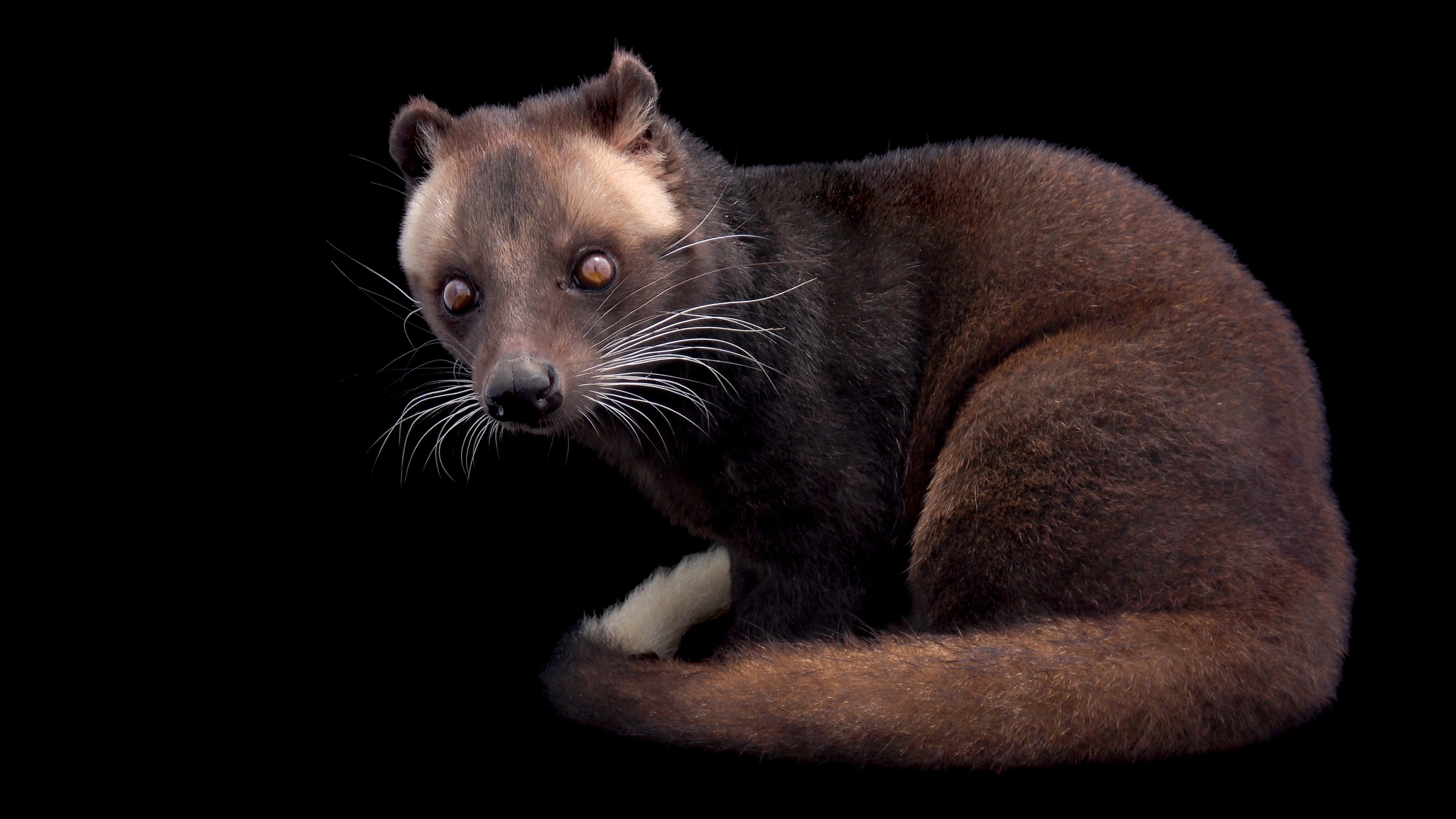 Joel Sartore's work, Vivid civet, Stunning wildlife, Natural beauty, 3840x2160 4K Desktop