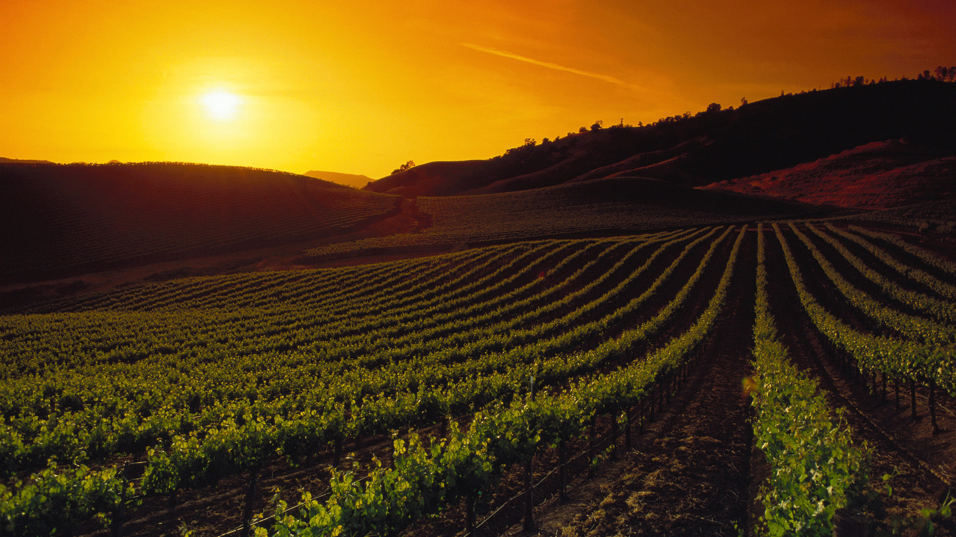 Vineyards at sunset, Napa Valley beauty, California landscape, HD wallpaper, 1920x1080 Full HD Desktop