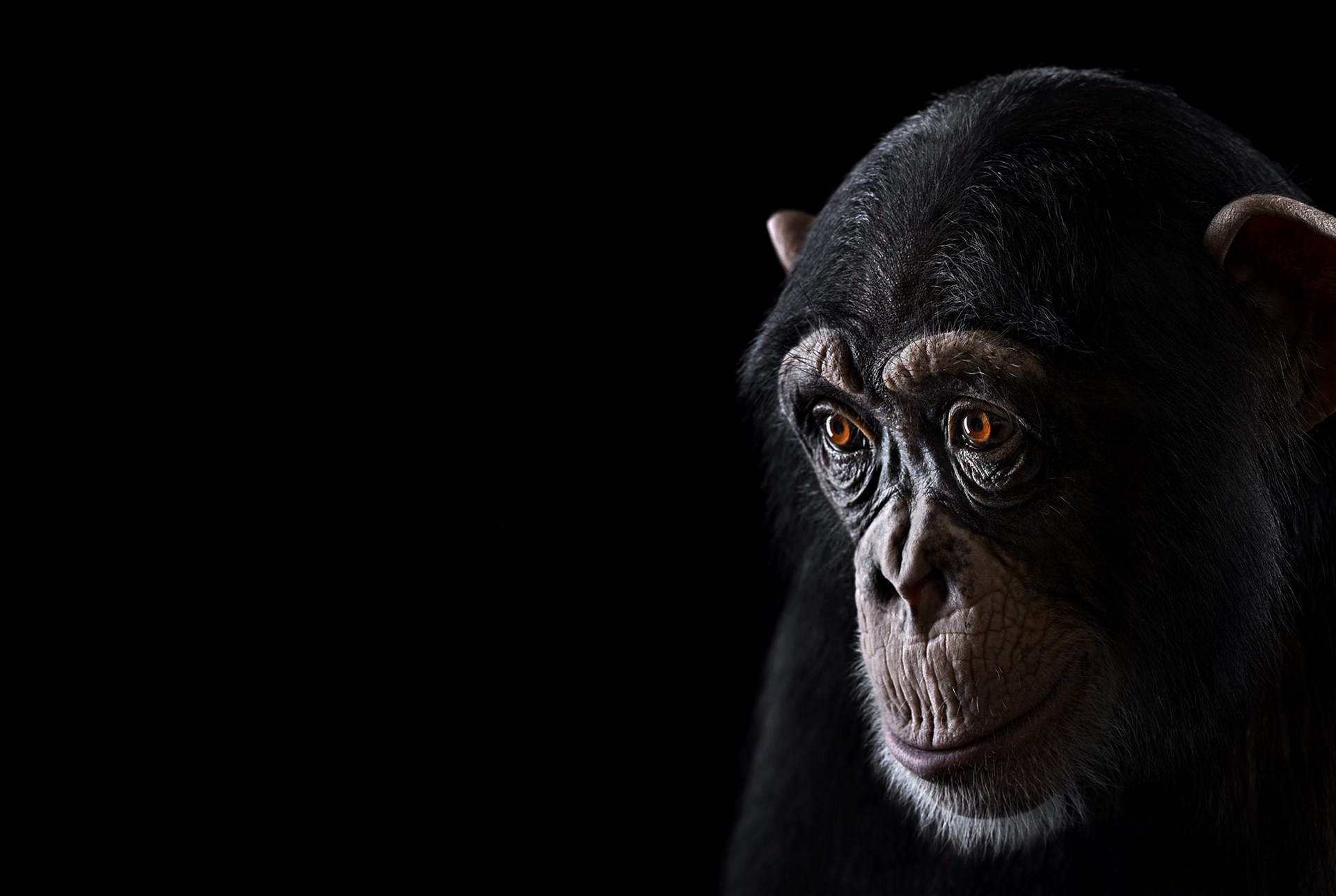 Chimpanzee, Glimpse into the wild, Ape's perspective, Stunning resolution, 1920x1290 HD Desktop