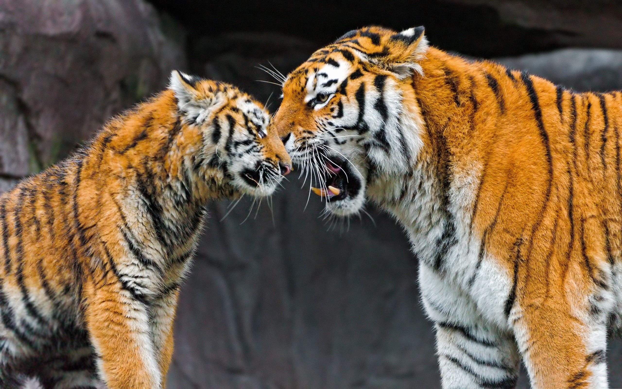 Tigers, Family love, Zoo wonder, Adorable baby animals, 2560x1600 HD Desktop