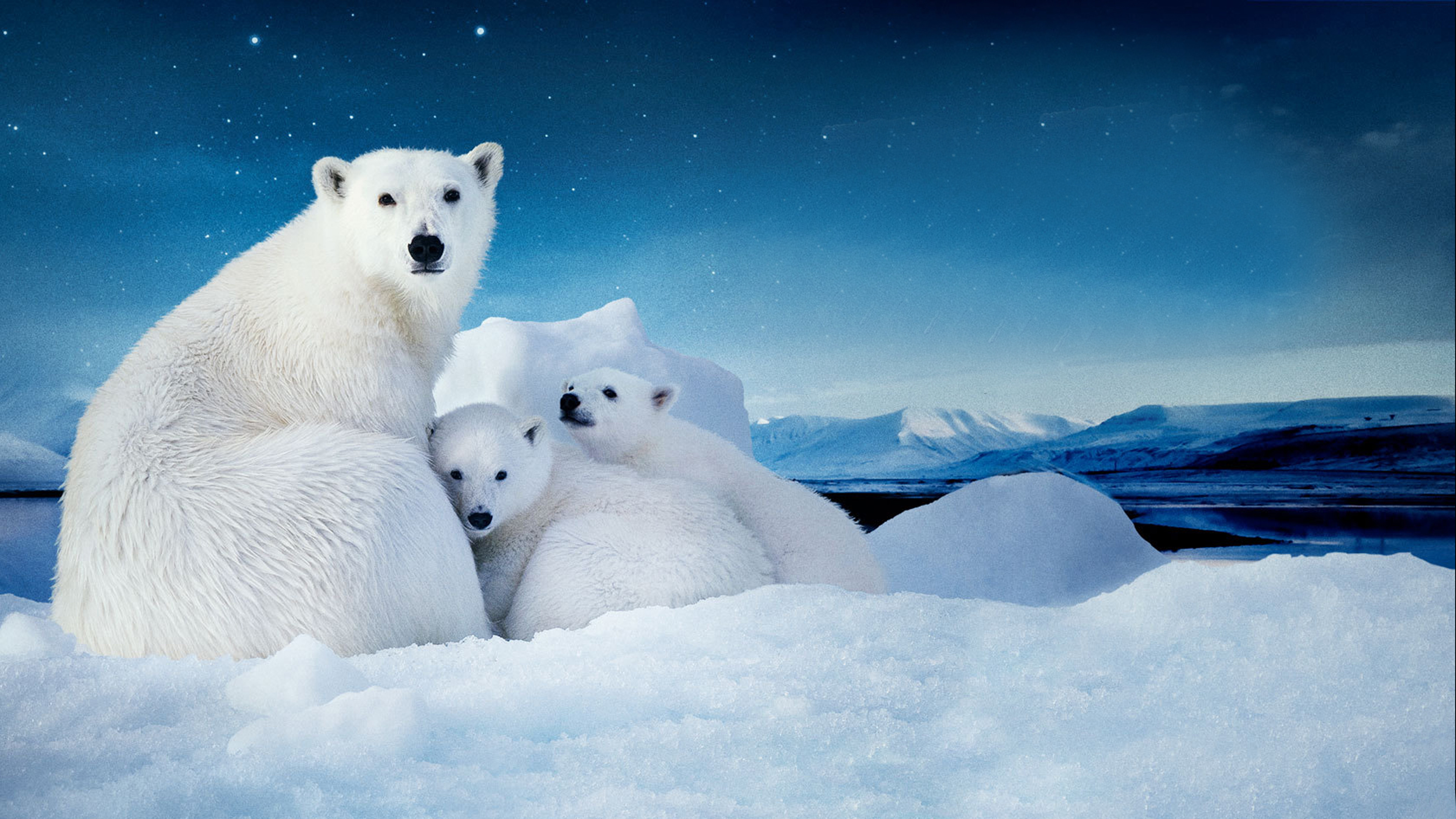 White polar bear and cubs, Desktop wallpaper, Captivating image, Family bond, 3840x2160 4K Desktop